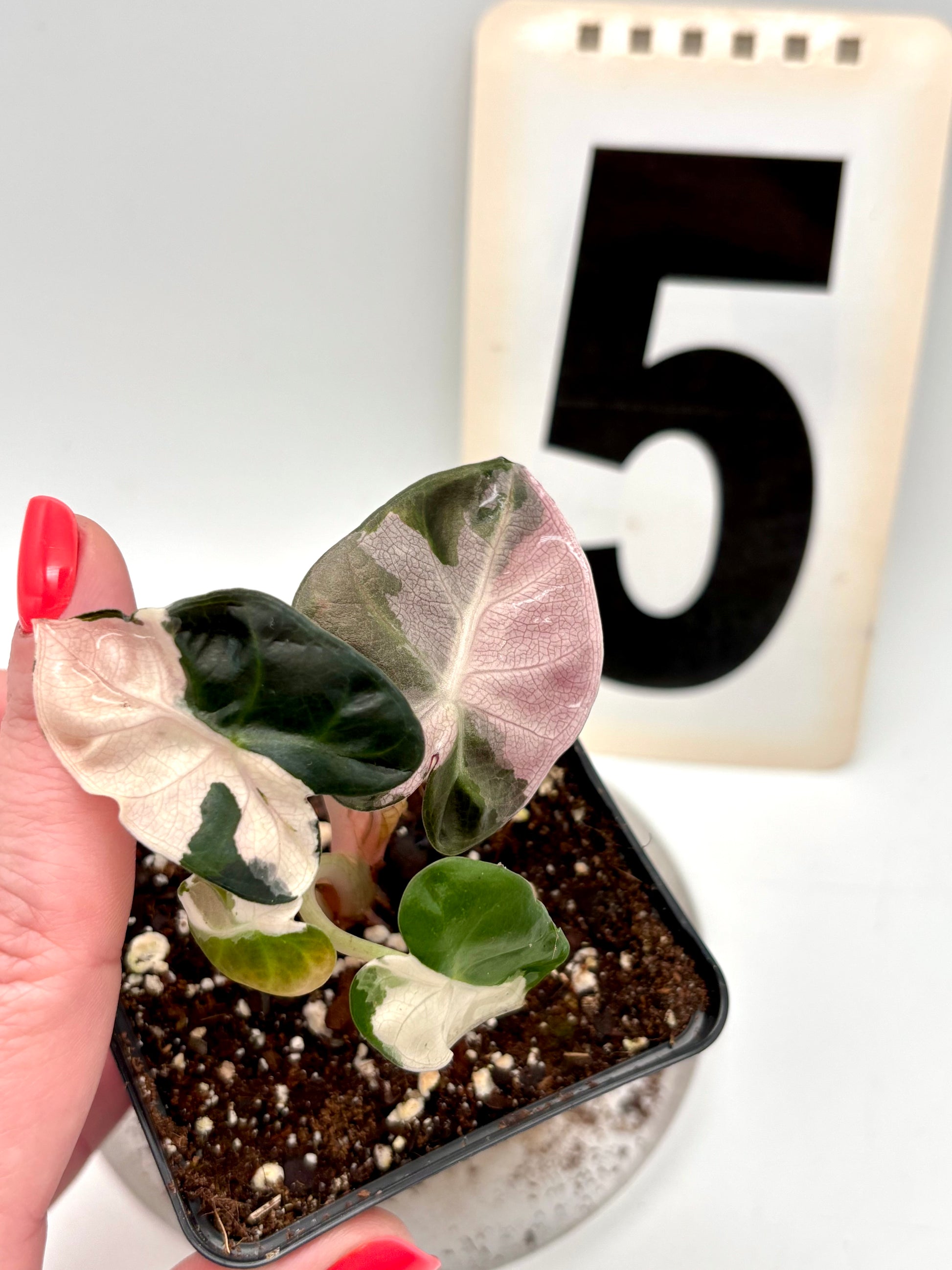 Alocasia Balloon Heart Variegata