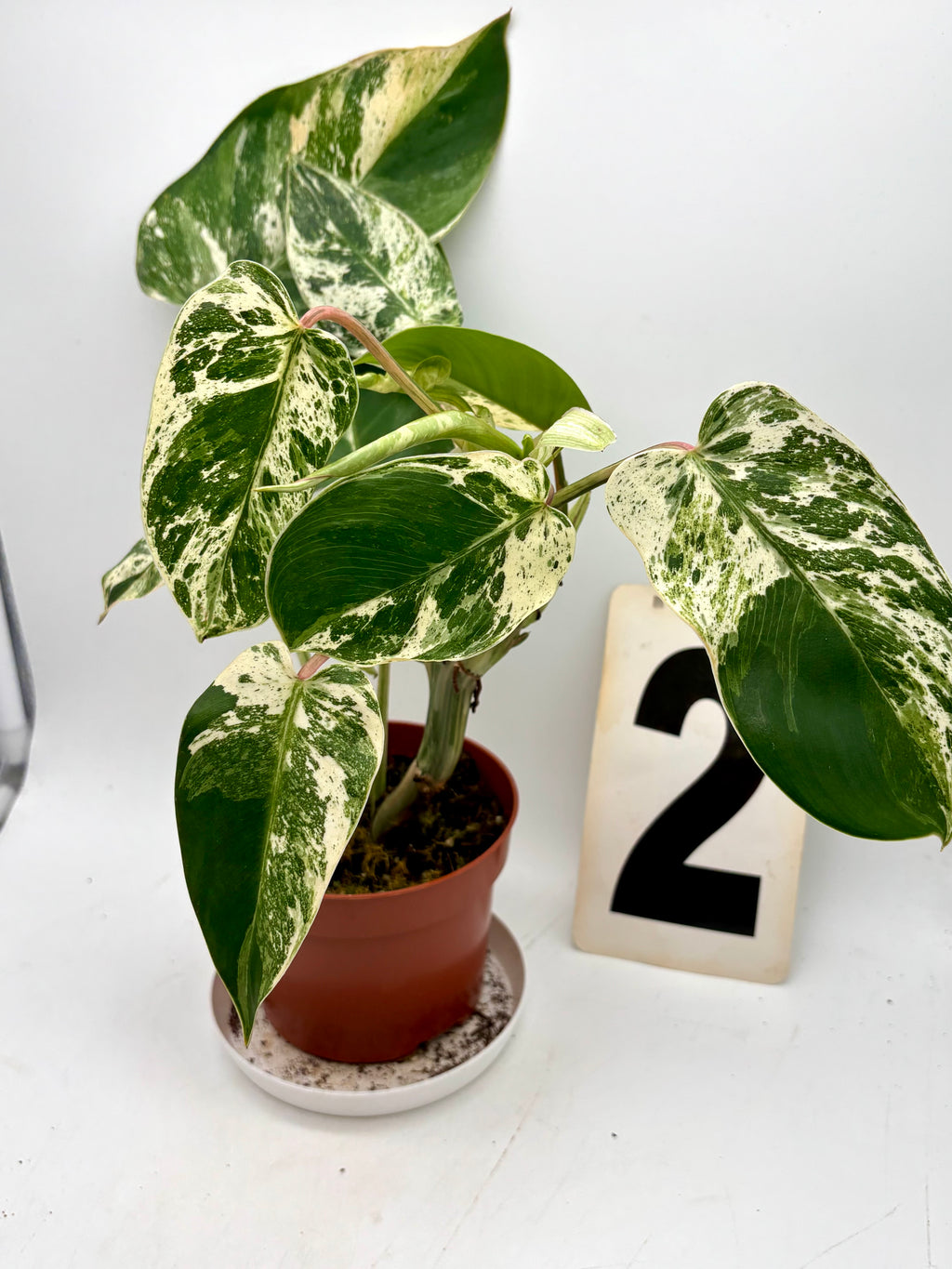 Philodendron Emerald Queen Variegata