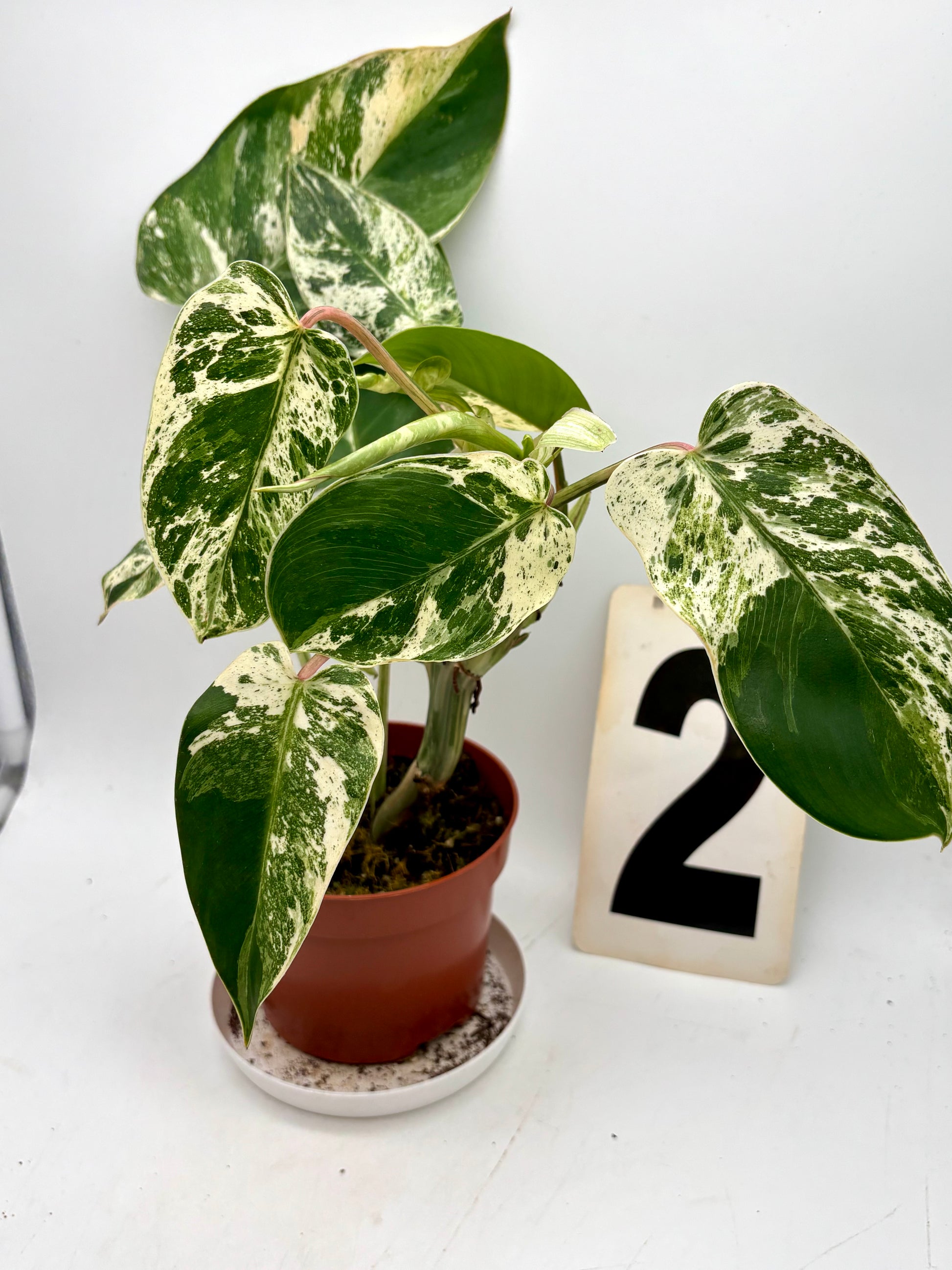 Philodendron Emerald Queen Variegata