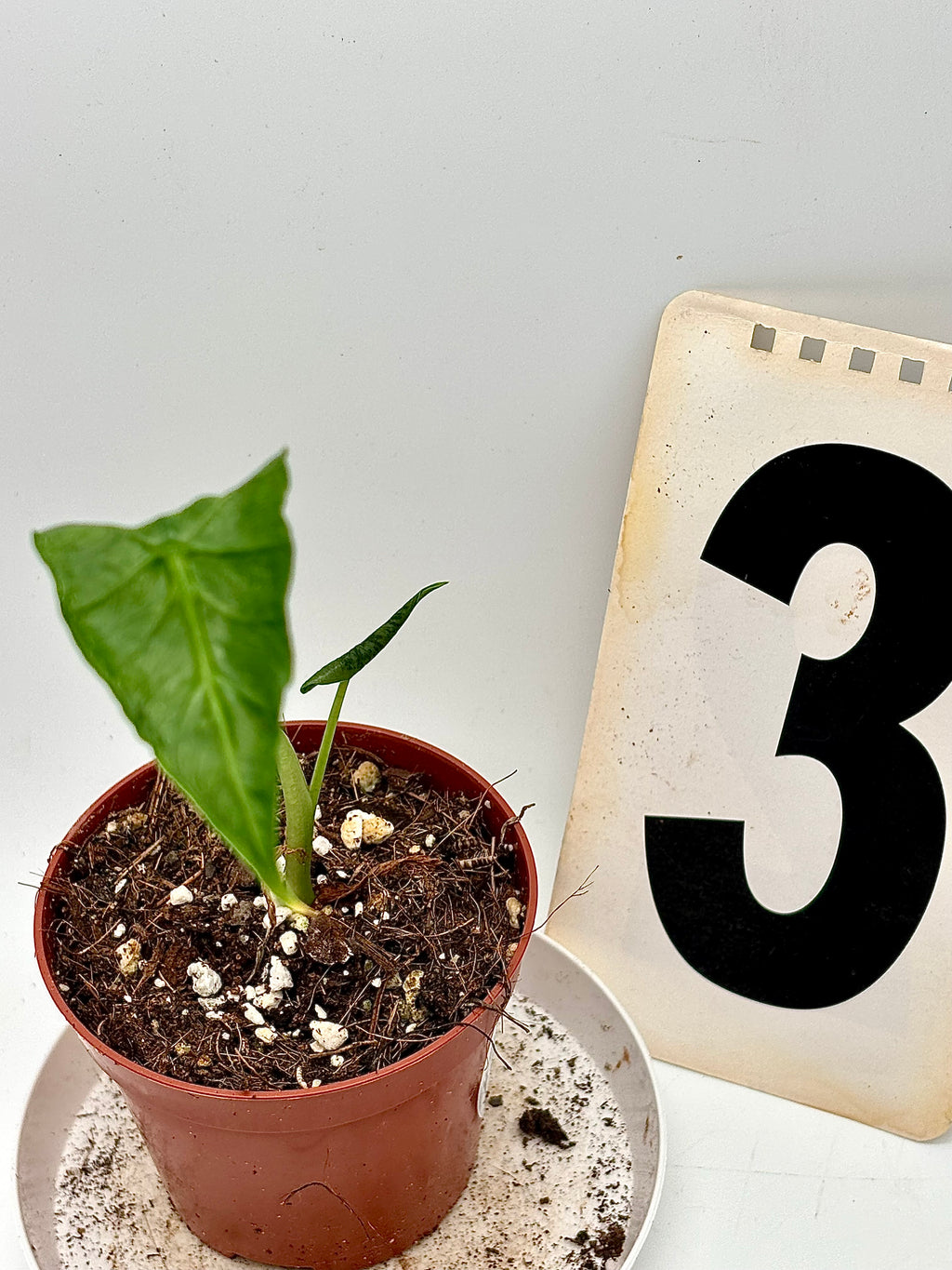 Alocasia Frydek Pflanze von Exotic-Flowers mit großen grünen Blättern und eleganter Wuchs, Nahaufnahme der Blätter.