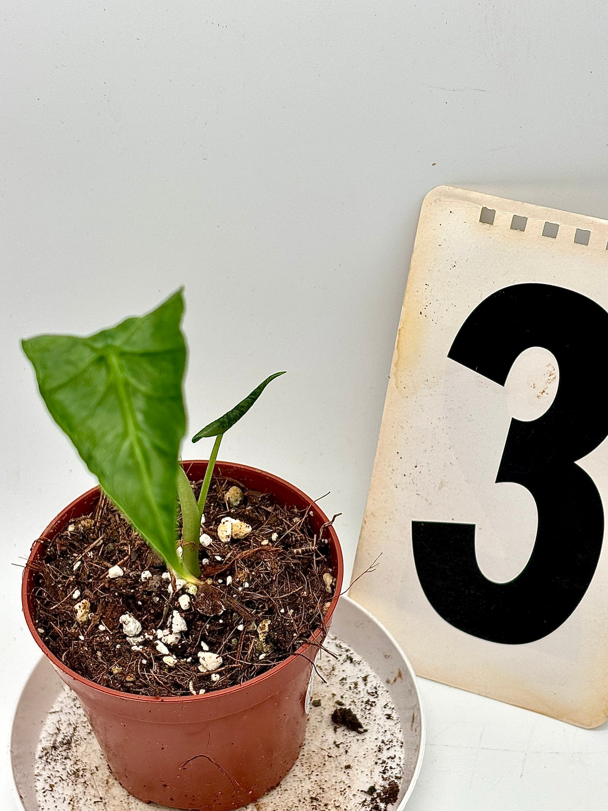 Alocasia Frydek Pflanze von Exotic-Flowers mit großen grünen Blättern und eleganter Wuchs, Nahaufnahme der Blätter.