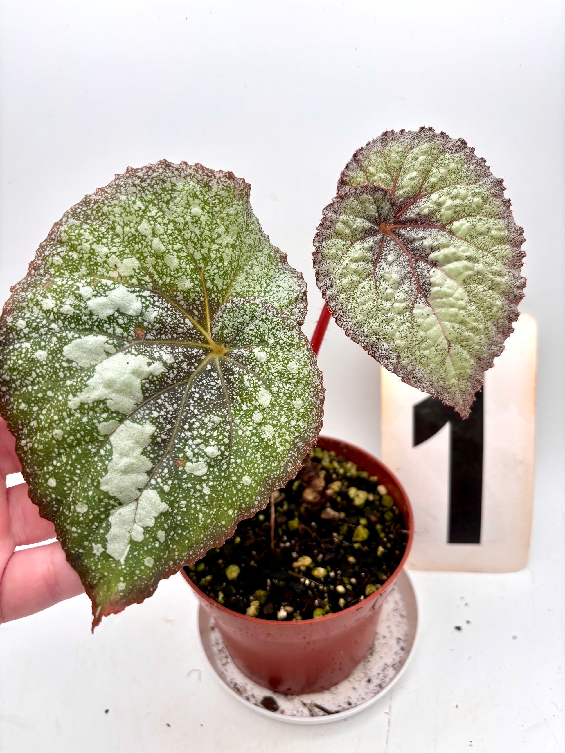 Begonie Speckled von Exotic-Flowers, Nahaufnahme der bunt gefleckten Blätter und Blüten der Zimmerpflanze.