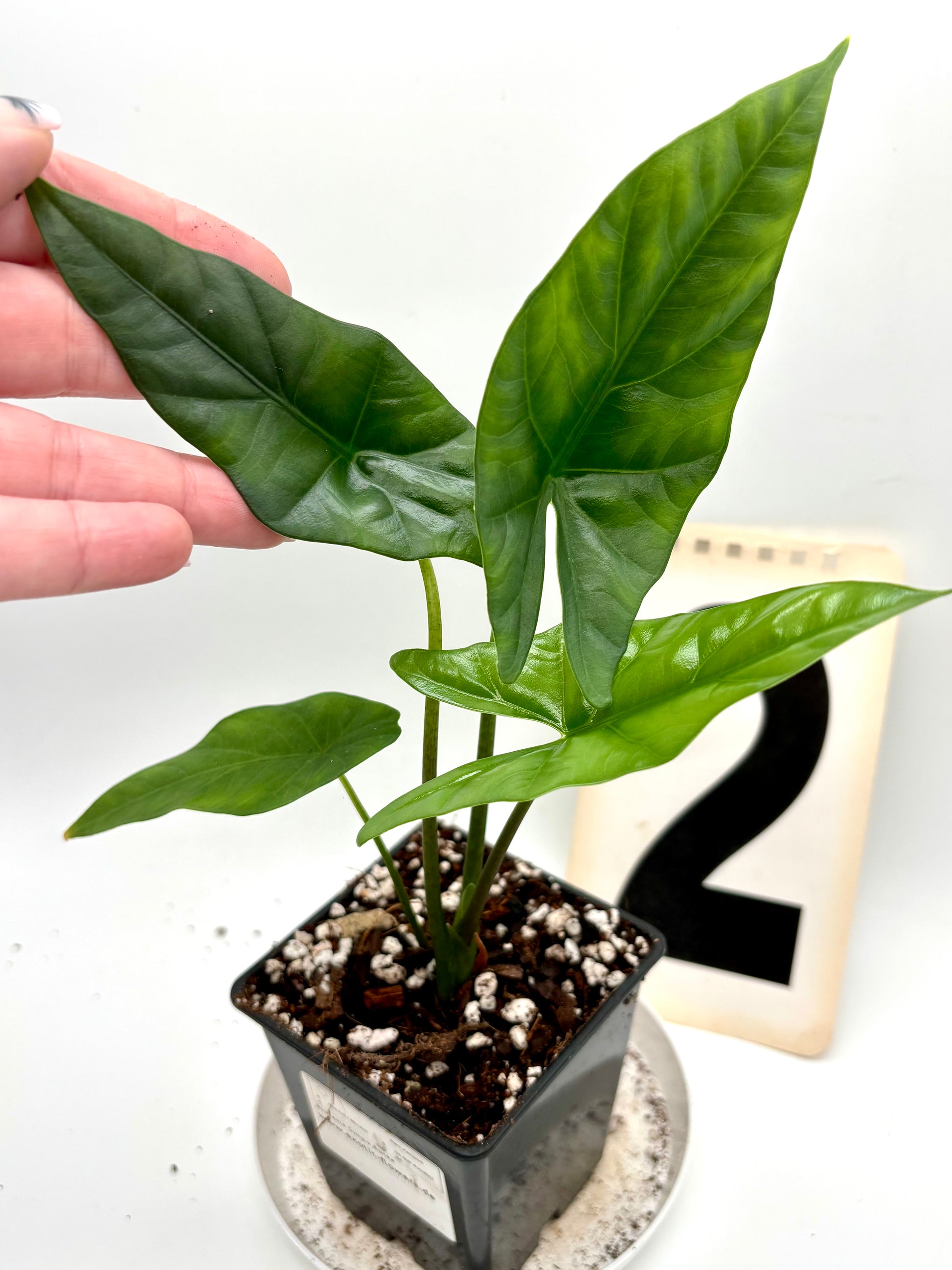 Alocasia Simpo