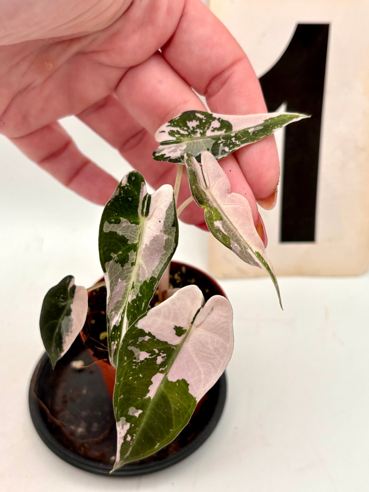 Alocasia Bambino Variegata Pflanze mit grünen und weißen Blättern, im Top, von Exotic-Flowers.