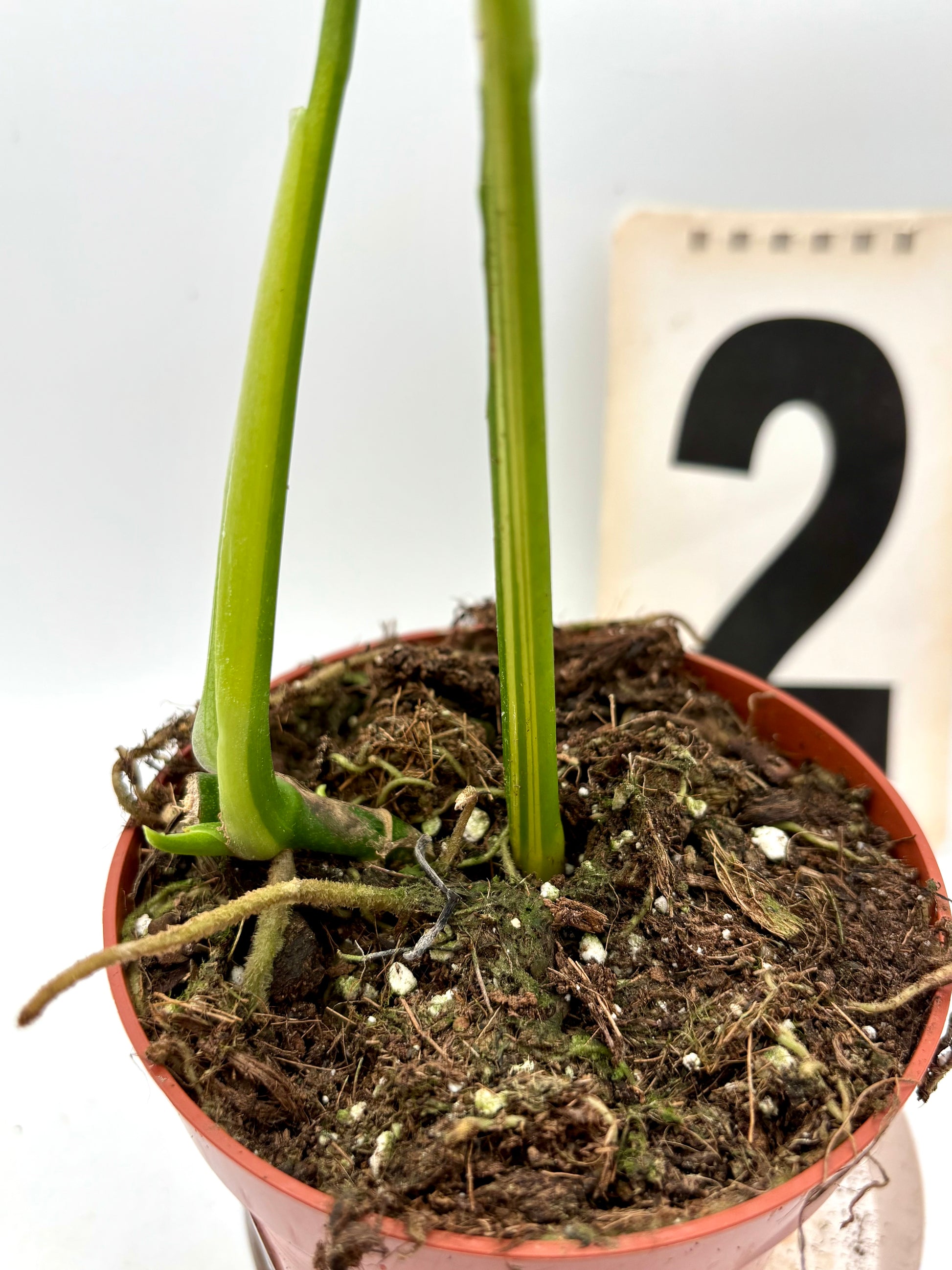 Monstera Adansonii Aurea Variegata Pflanze mit grünen und gelben Blättern, im Top, von Exotic-Flowers, detailreiche Blattanalyse