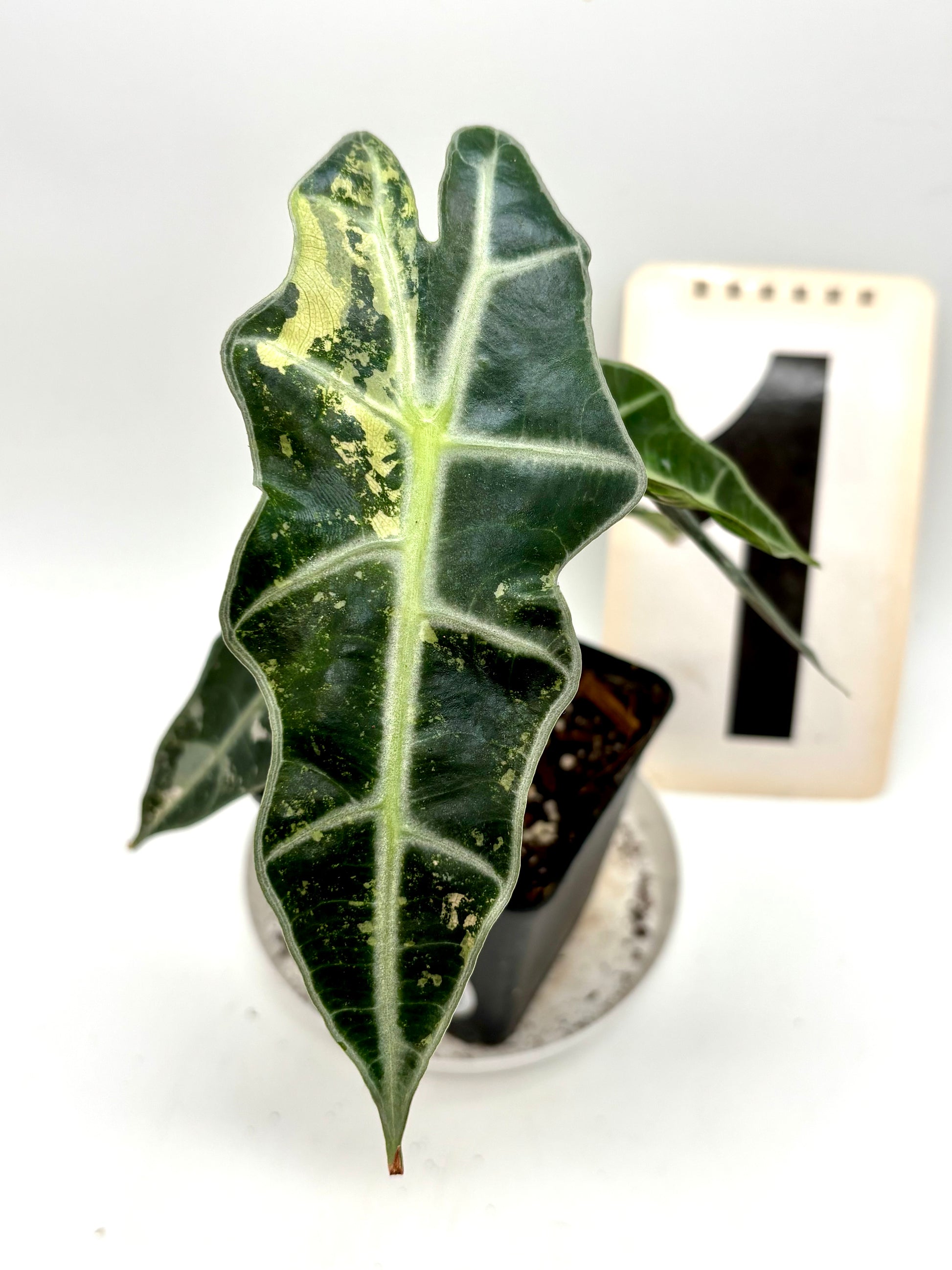 Alocasia Polly Variegata