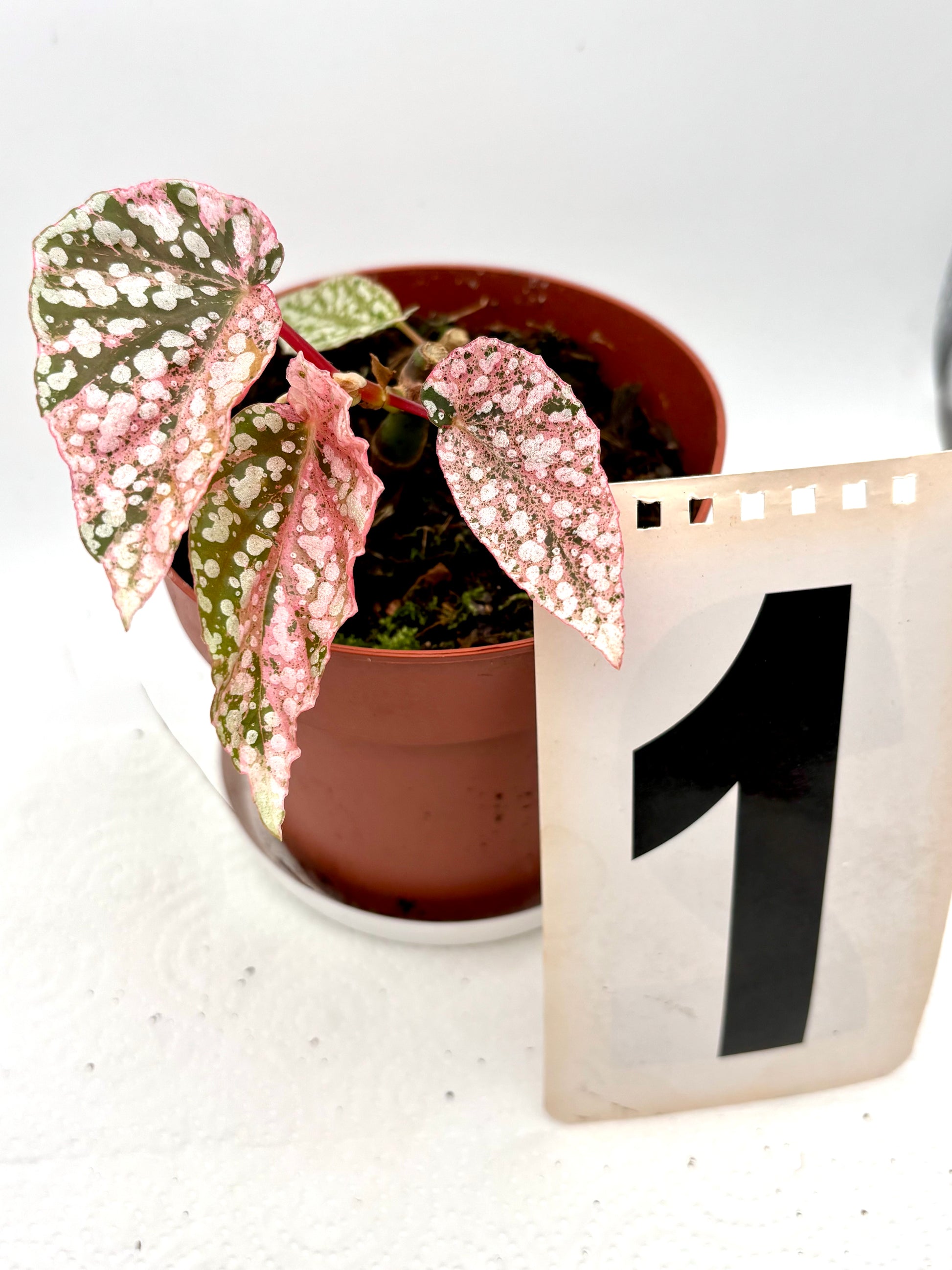 Begonia Snowcap Variegata