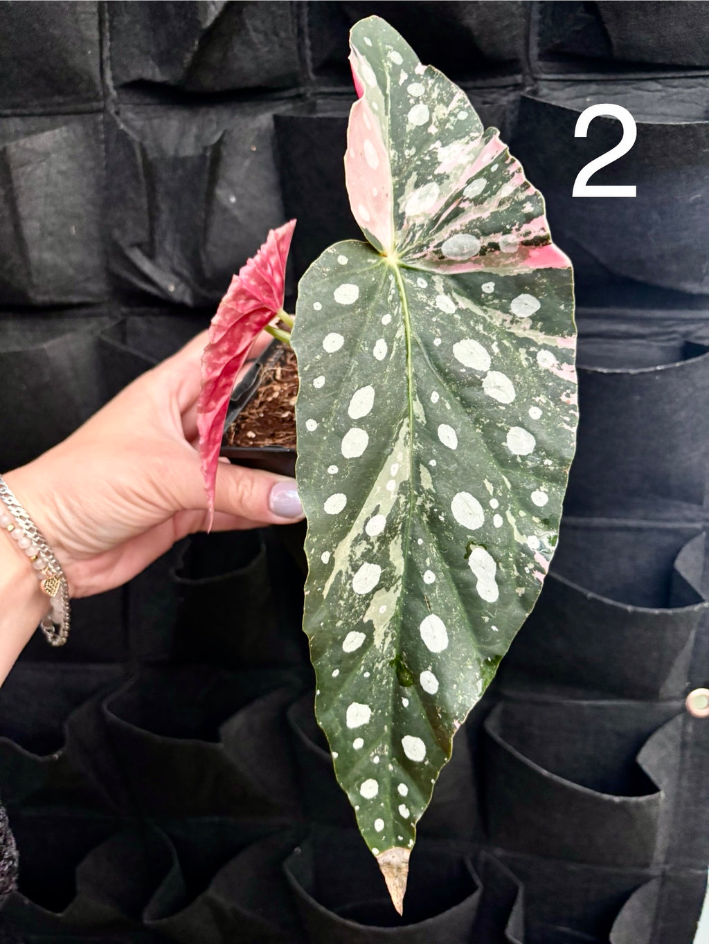 Begonia Maculata Pink Variegata