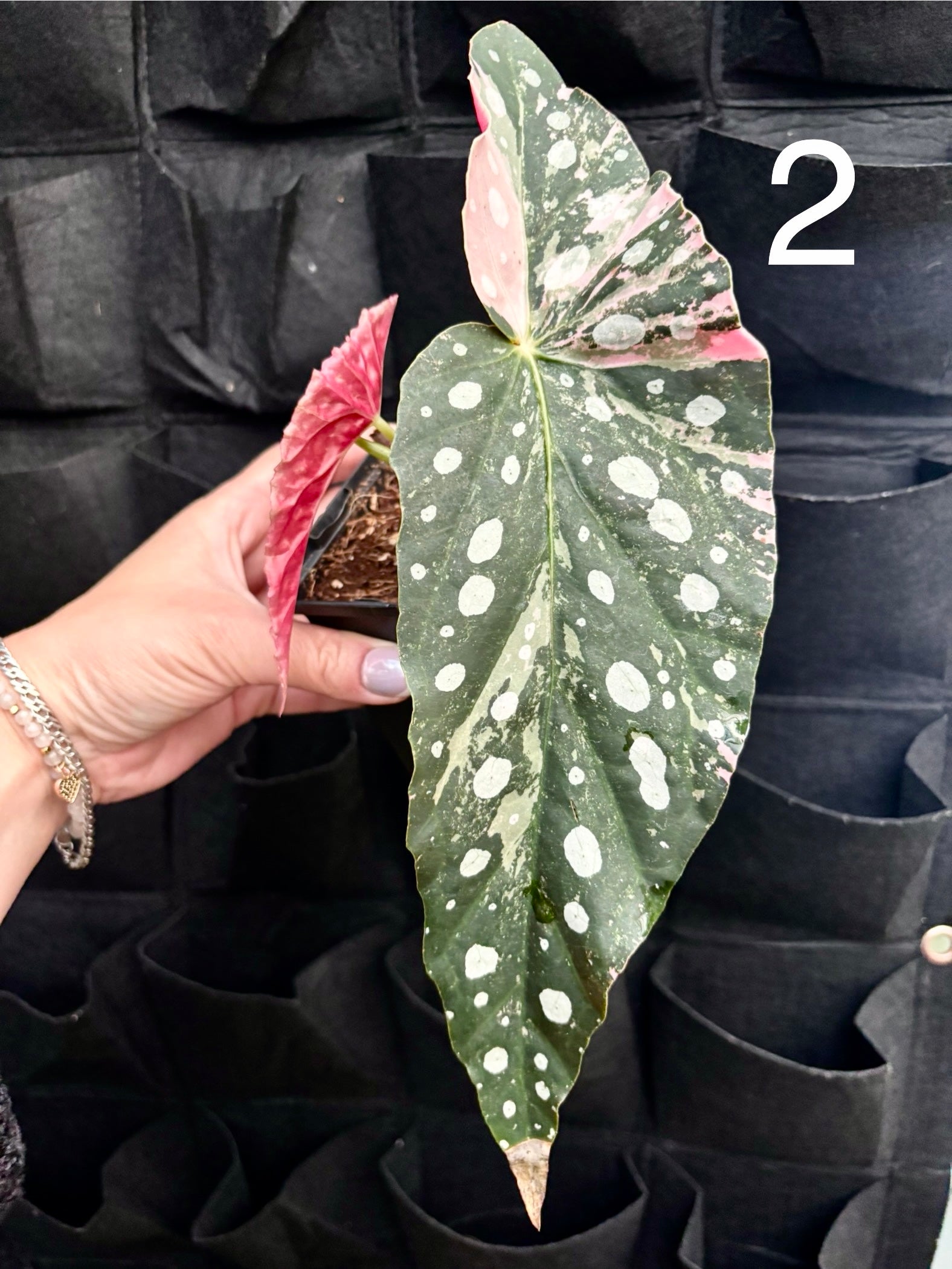 Begonia Maculata Pink Variegata
