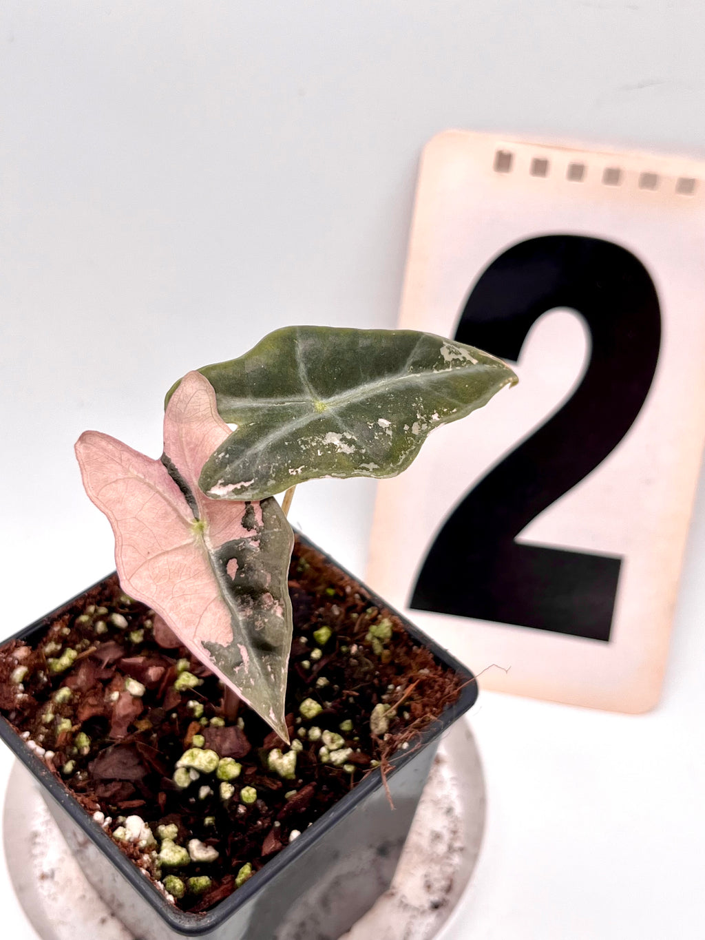 Alocasia Nobilis Variegata