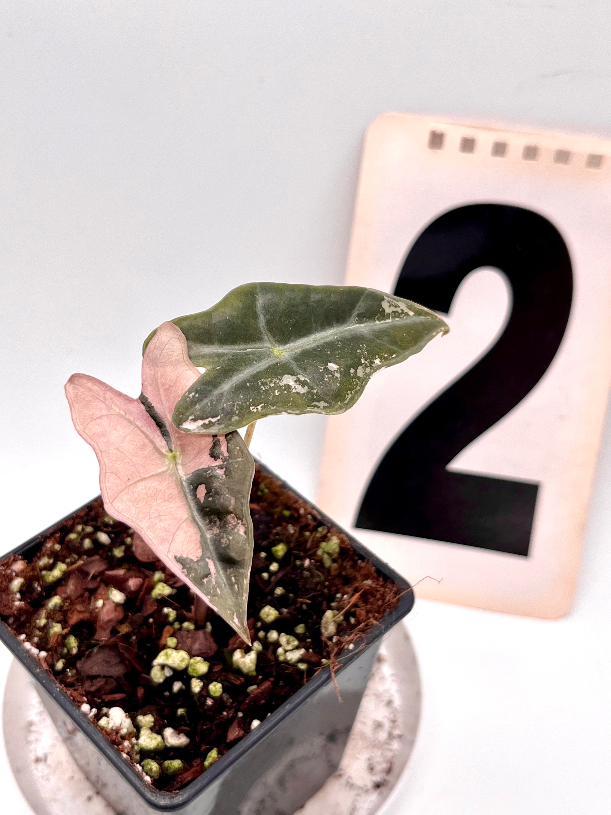 Alocasia Nobilis Variegata