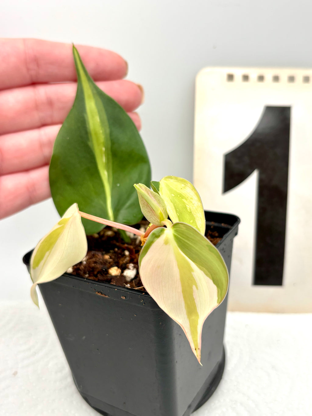 Philodendron Cream Splash Pflanze von Exotic-Flowers mit grünen Blättern und cremefarbenen Mustern, detailreich sichtbar