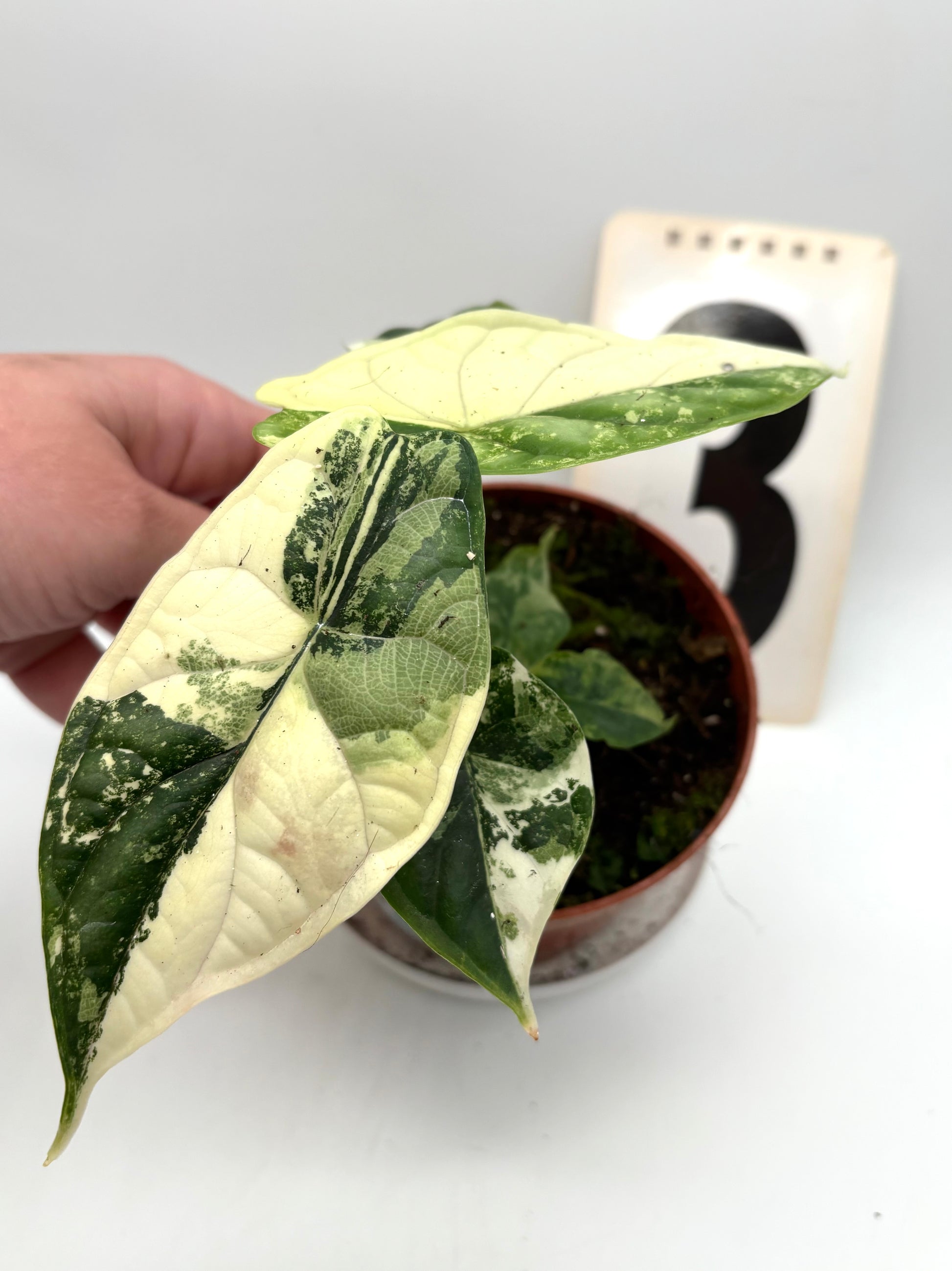 Alocasia Dragon Scale Variegata