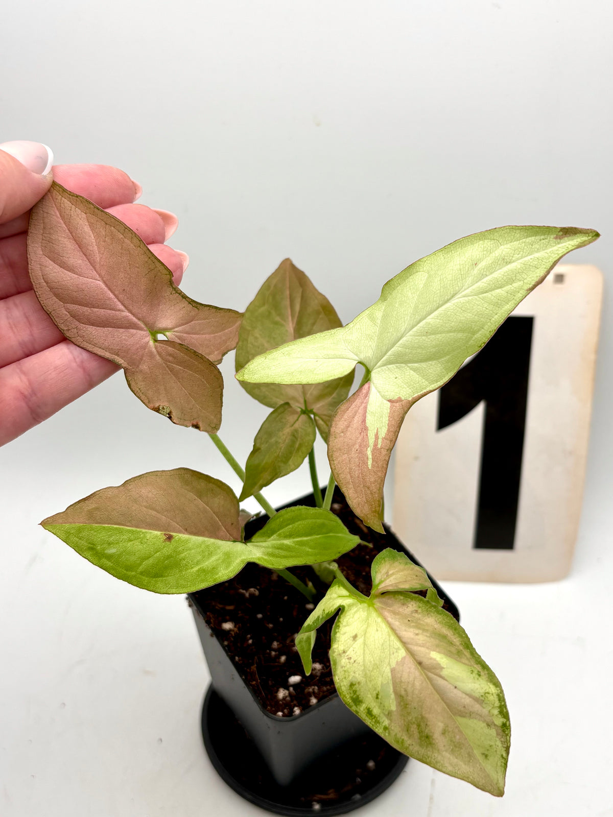 Syngonium Strawberry Milk