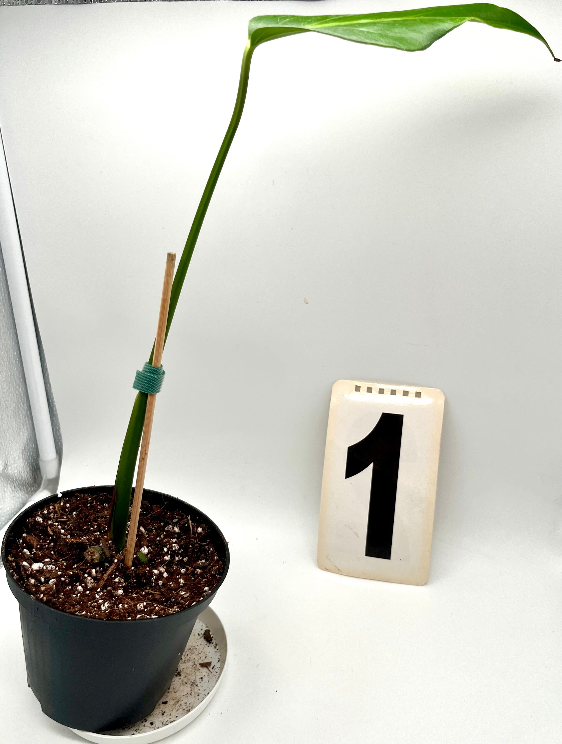 Monstera Burle Marx Flame / Dilacerata