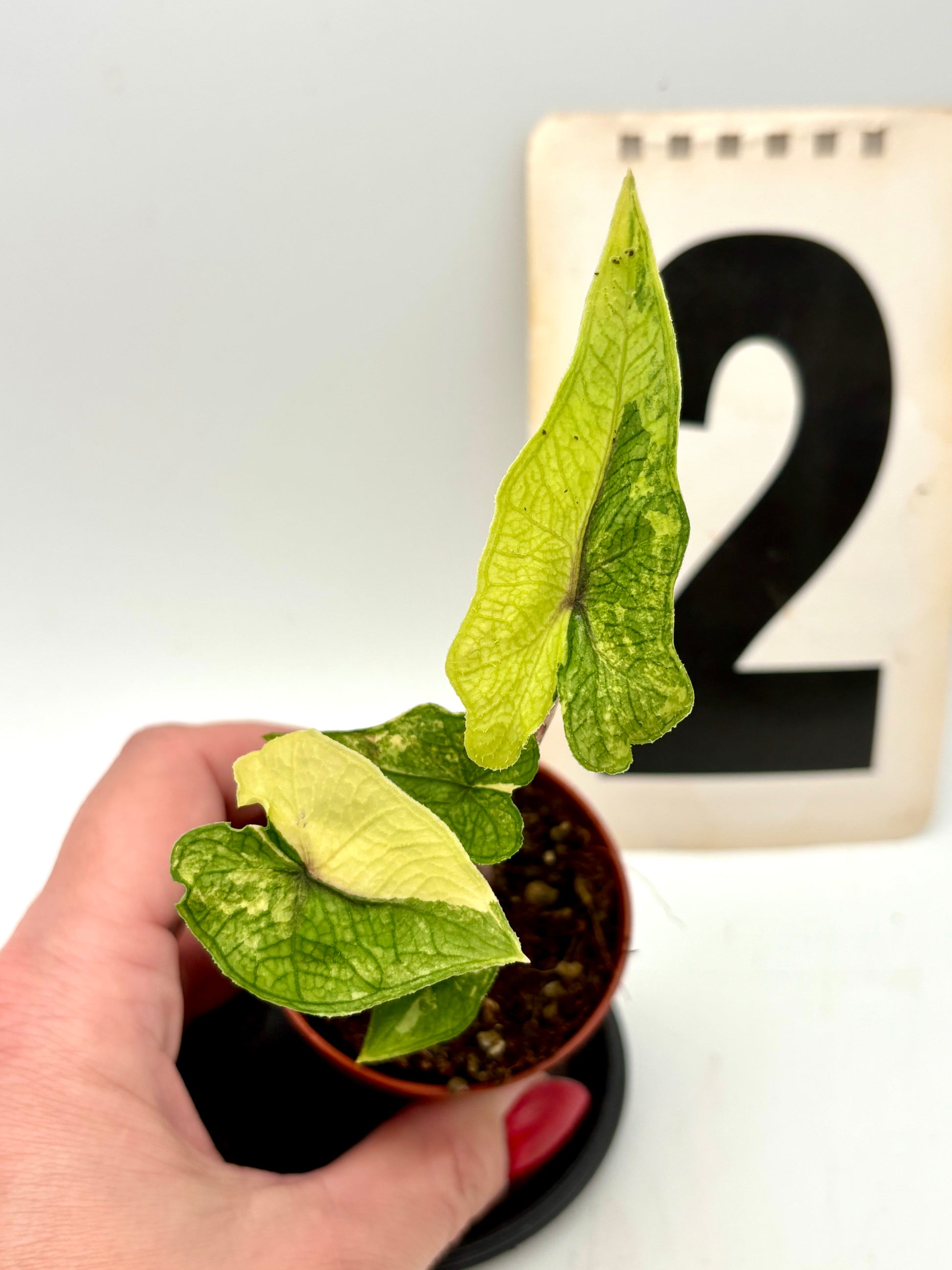 Alocasia Jacklyn Variegata