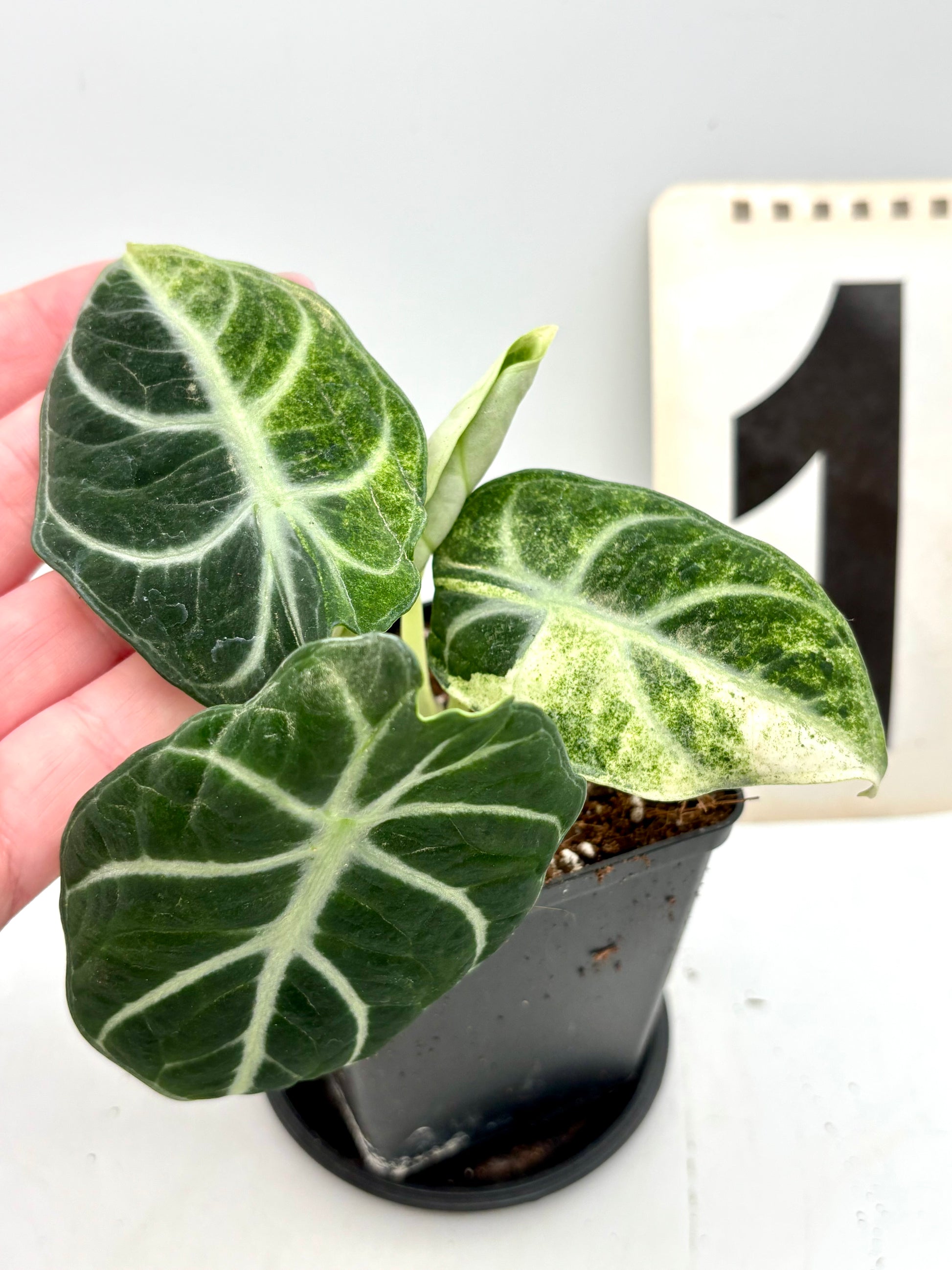 Alocasia Ninja Tricolor Variegata
