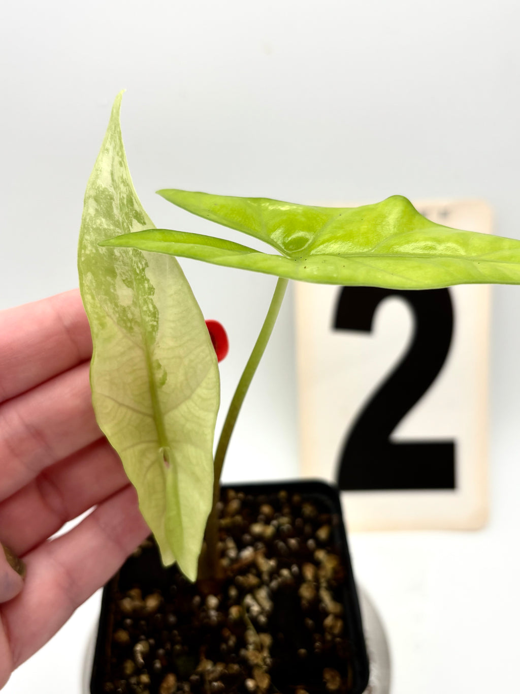 Alocasia Simpo Albo Variegata