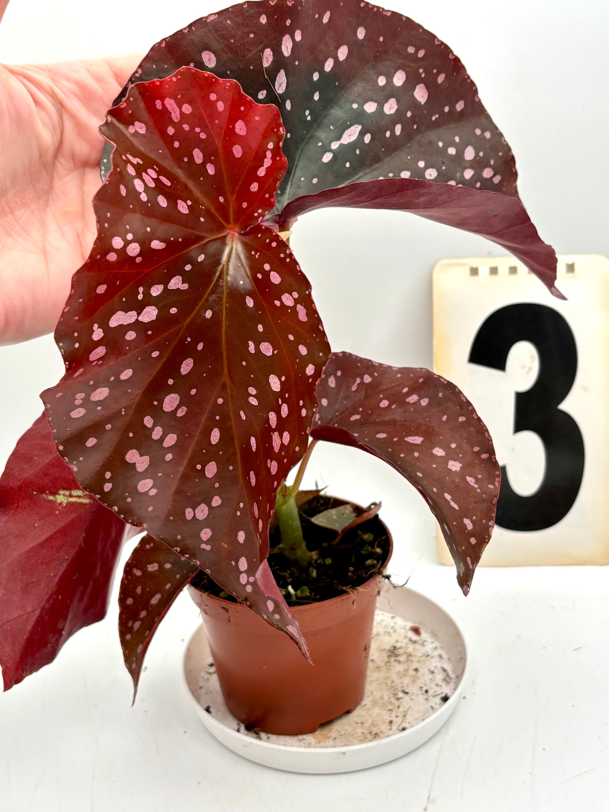 Begonia x ‚Cracklin Rosie - Exotic-Flowers