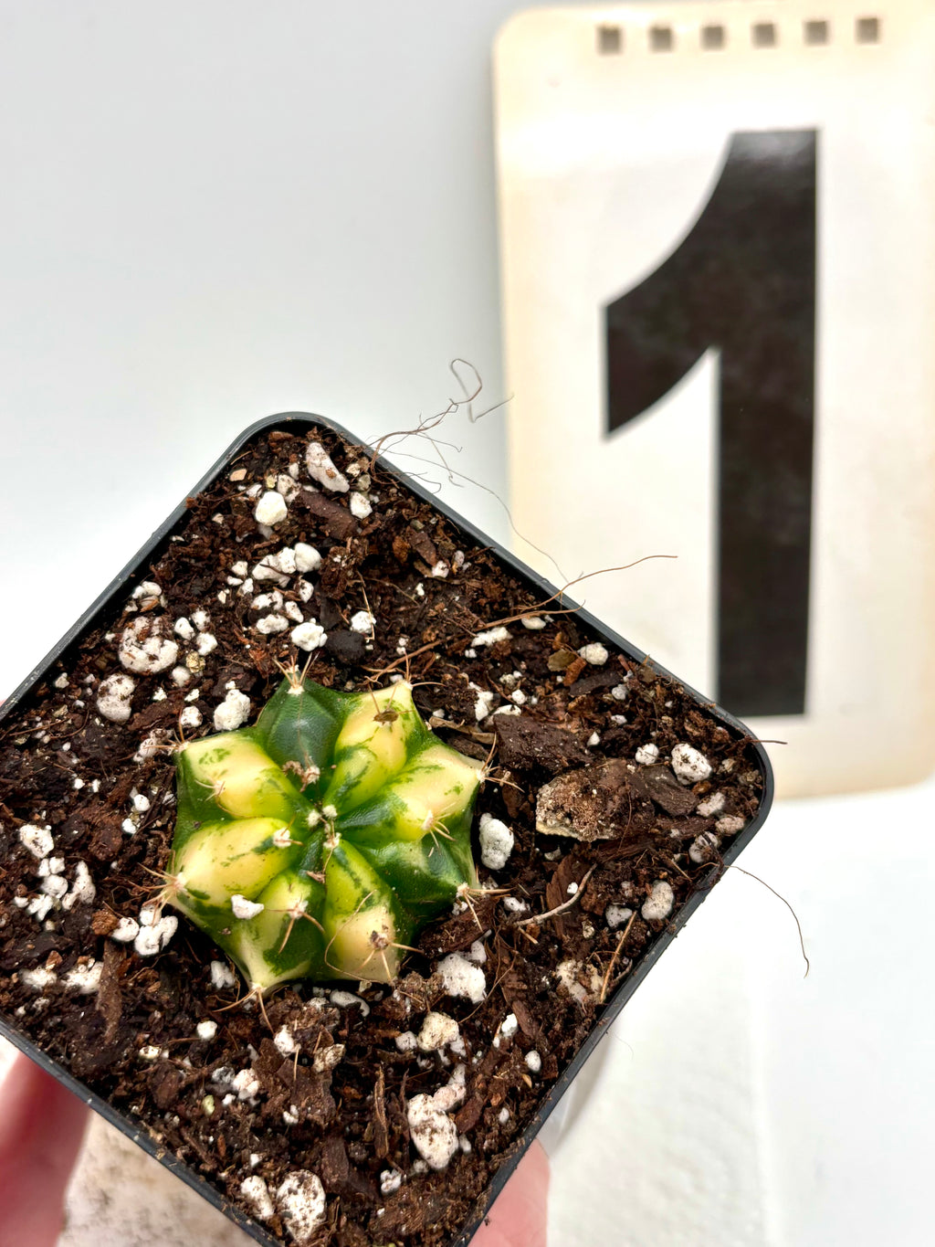 Gymnocalycium Mihanovichii Variegata (Kaktus)