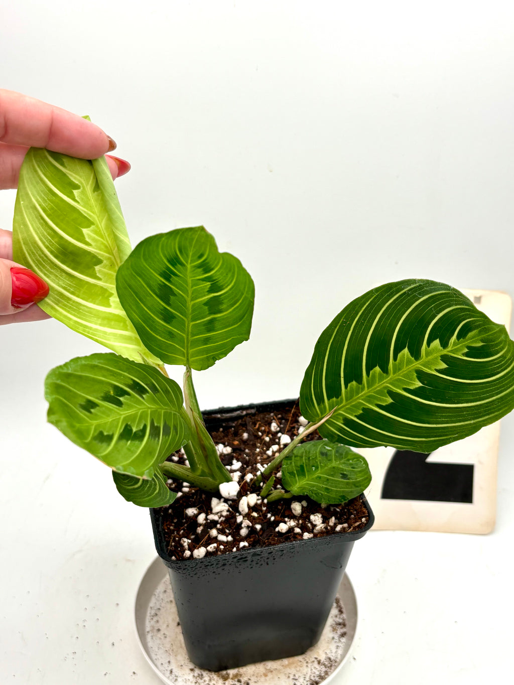 Maranta Lemon Lime