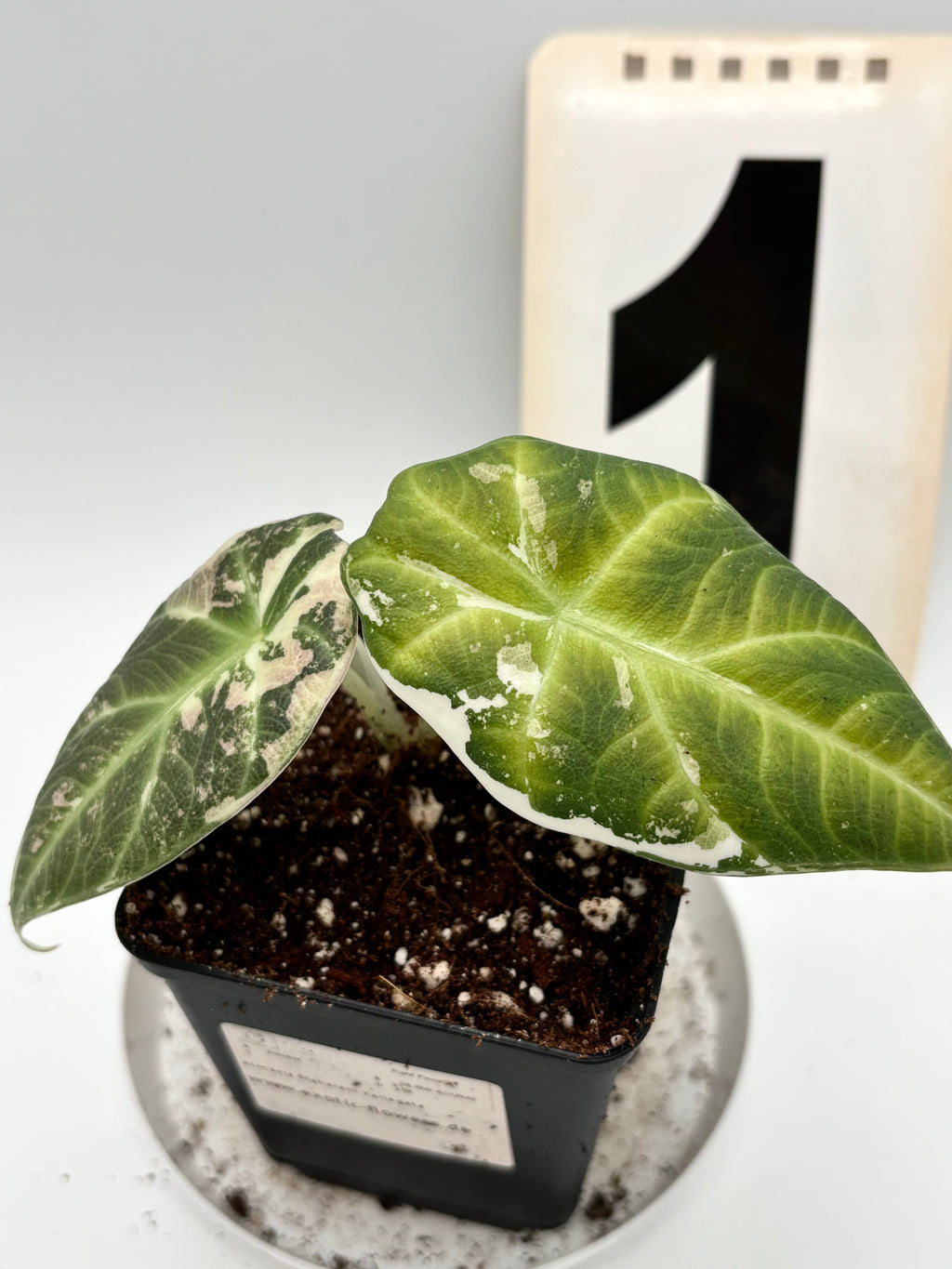 Alocasia Maharani Variegata