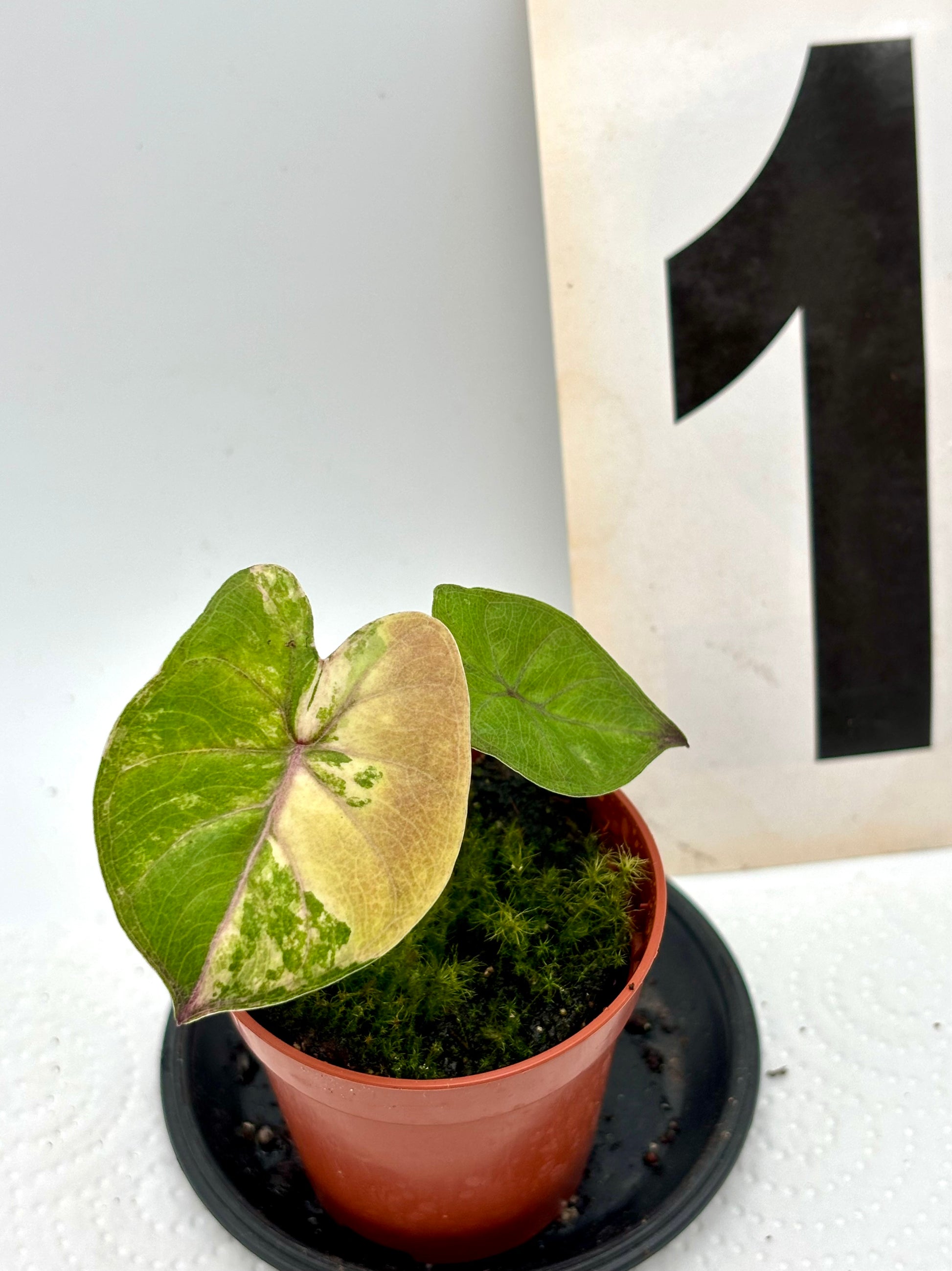 Alocasia Yucatan Princess Variegata Pflanze mit grünen und weißen, variegierten Blättern, exotische Zimmerpflanze von Exotic-Flowers