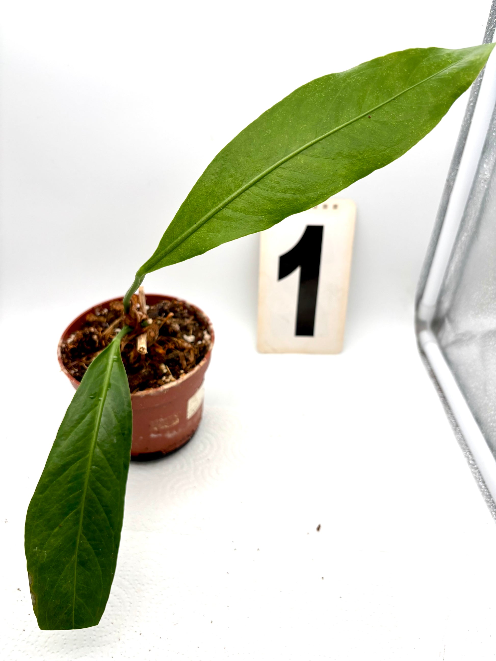 Großer Anthurium Big Bill von Exotic-Flowers mit glänzenden, dunkelgrünen Blättern und auffälligen roten Blüten auf einem Topf.