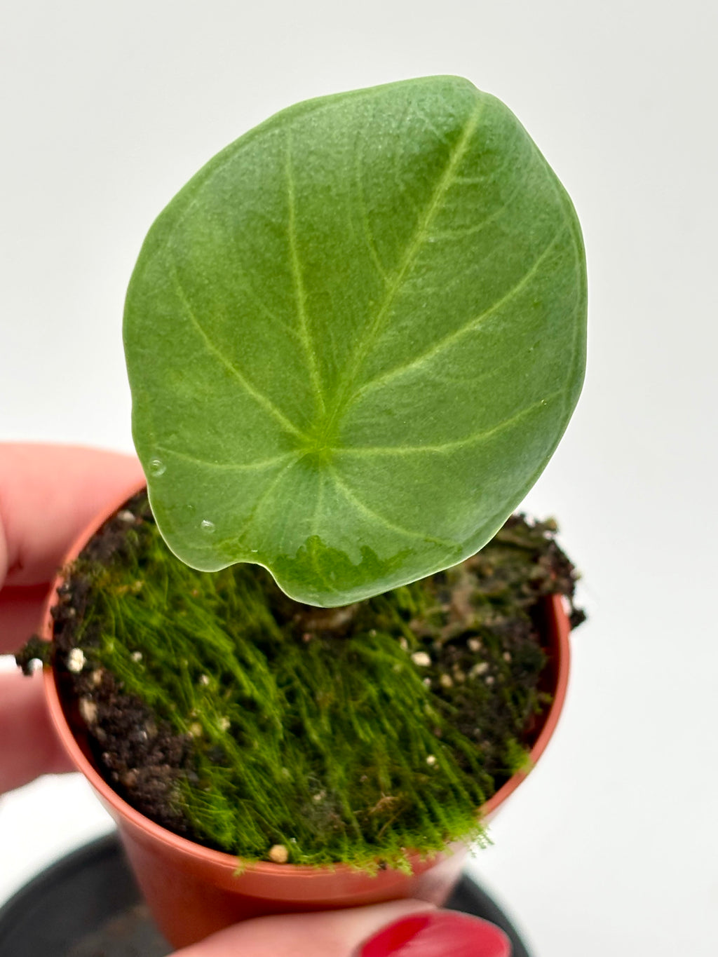 Alocasia Chaii