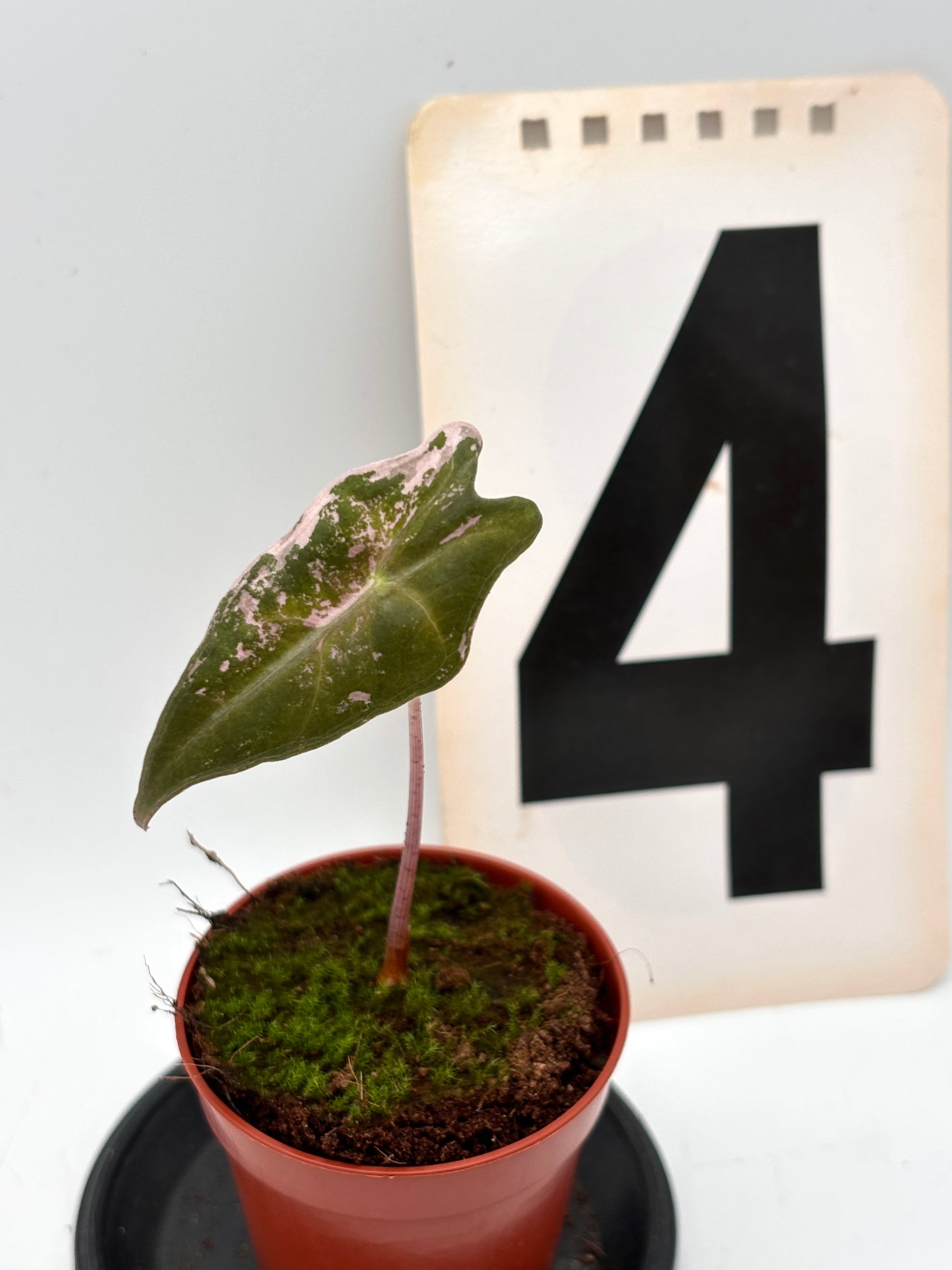 Alocasia Nobilis Variegata Pflanze mit großen grünen und weißen variegierten Blättern, im Topf auf einem Holztisch.