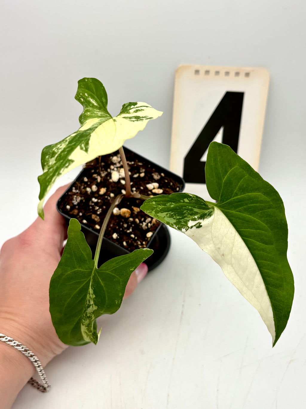 Syngonium Albo Variegata Pflanze mit grün-weißen Blättern, dekorative Zimmerpflanze von Exotic-Flowers