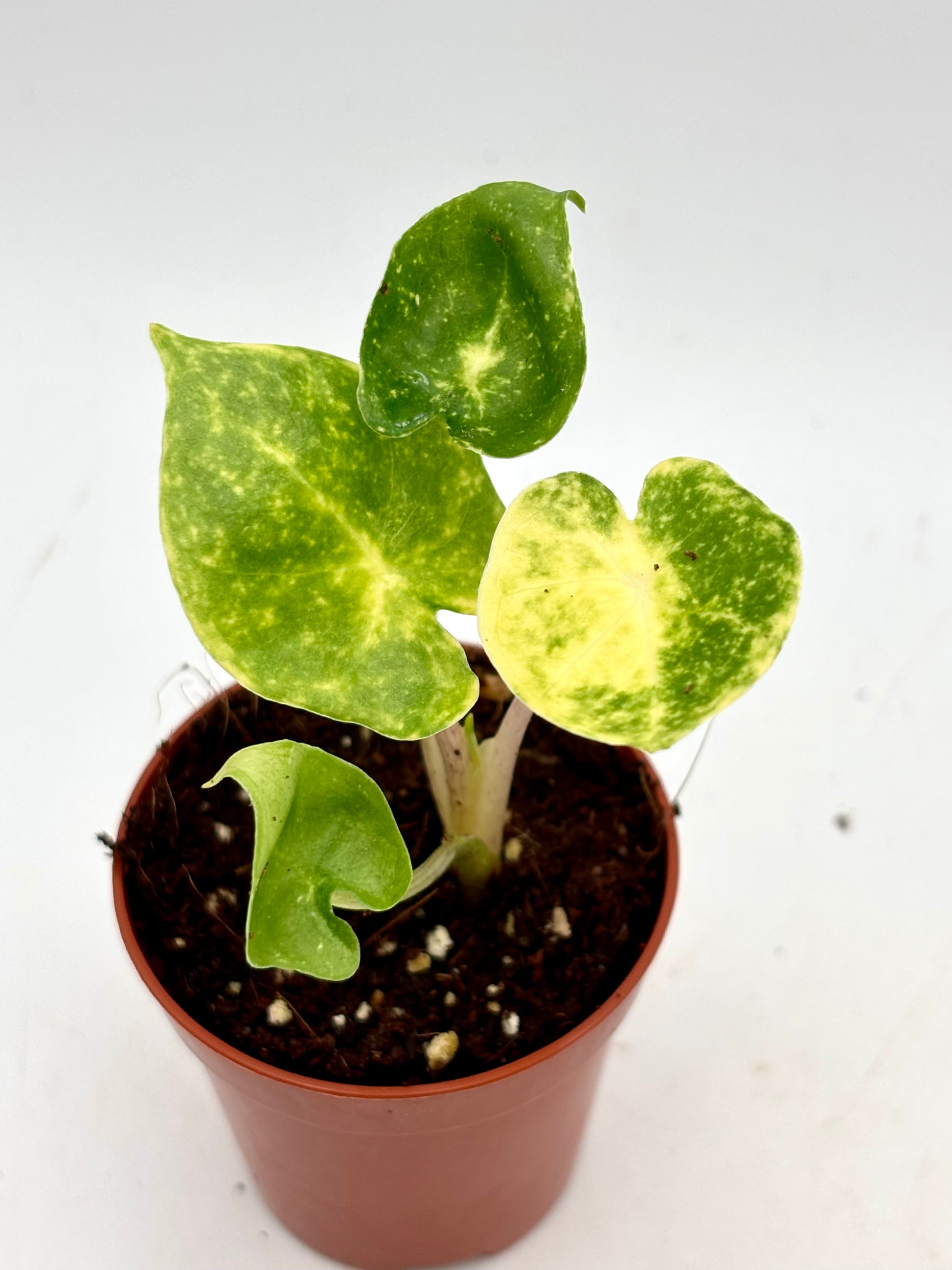 Alocasia New Guinea Gold