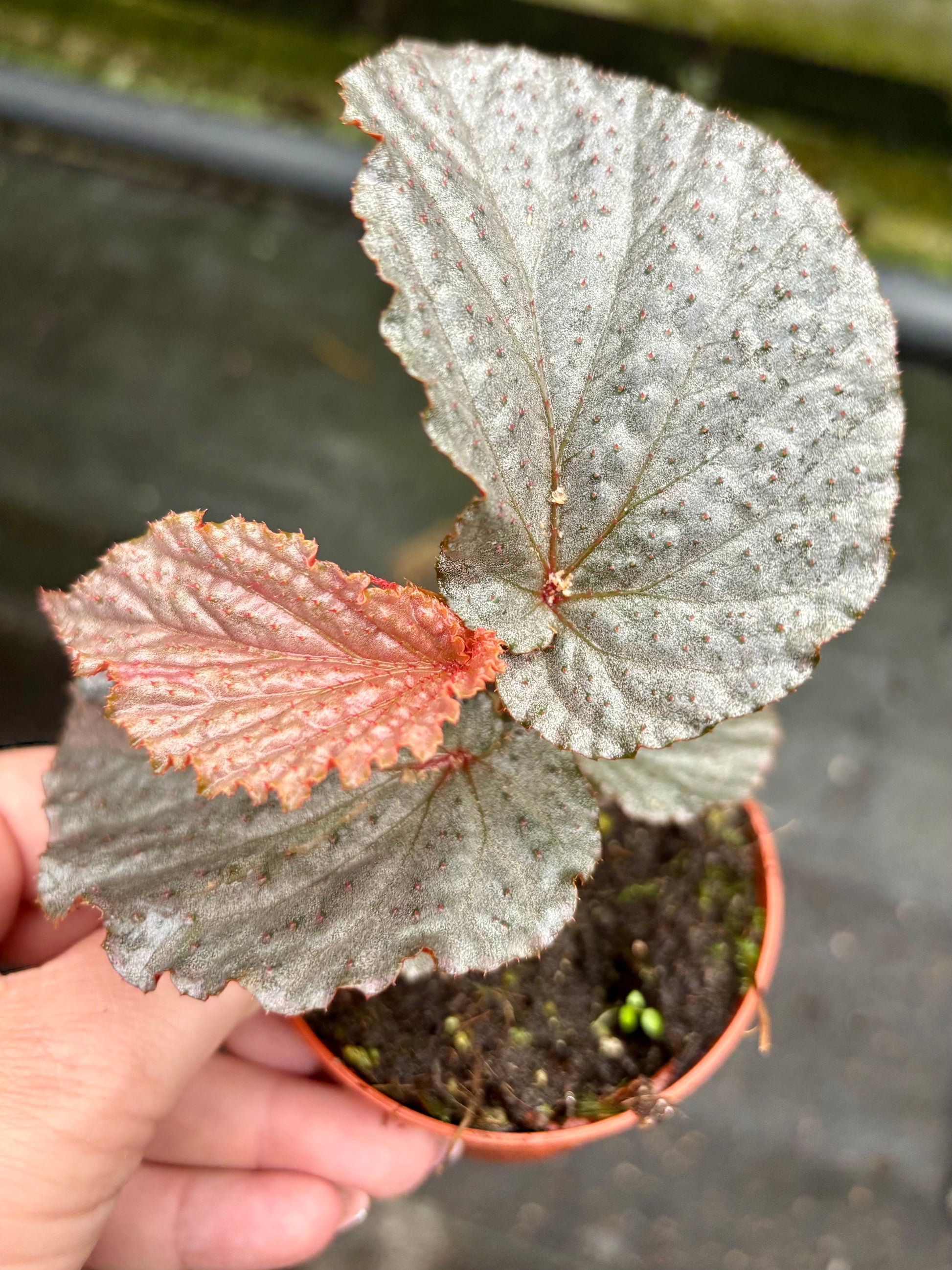 Begonia Lamriana Silver