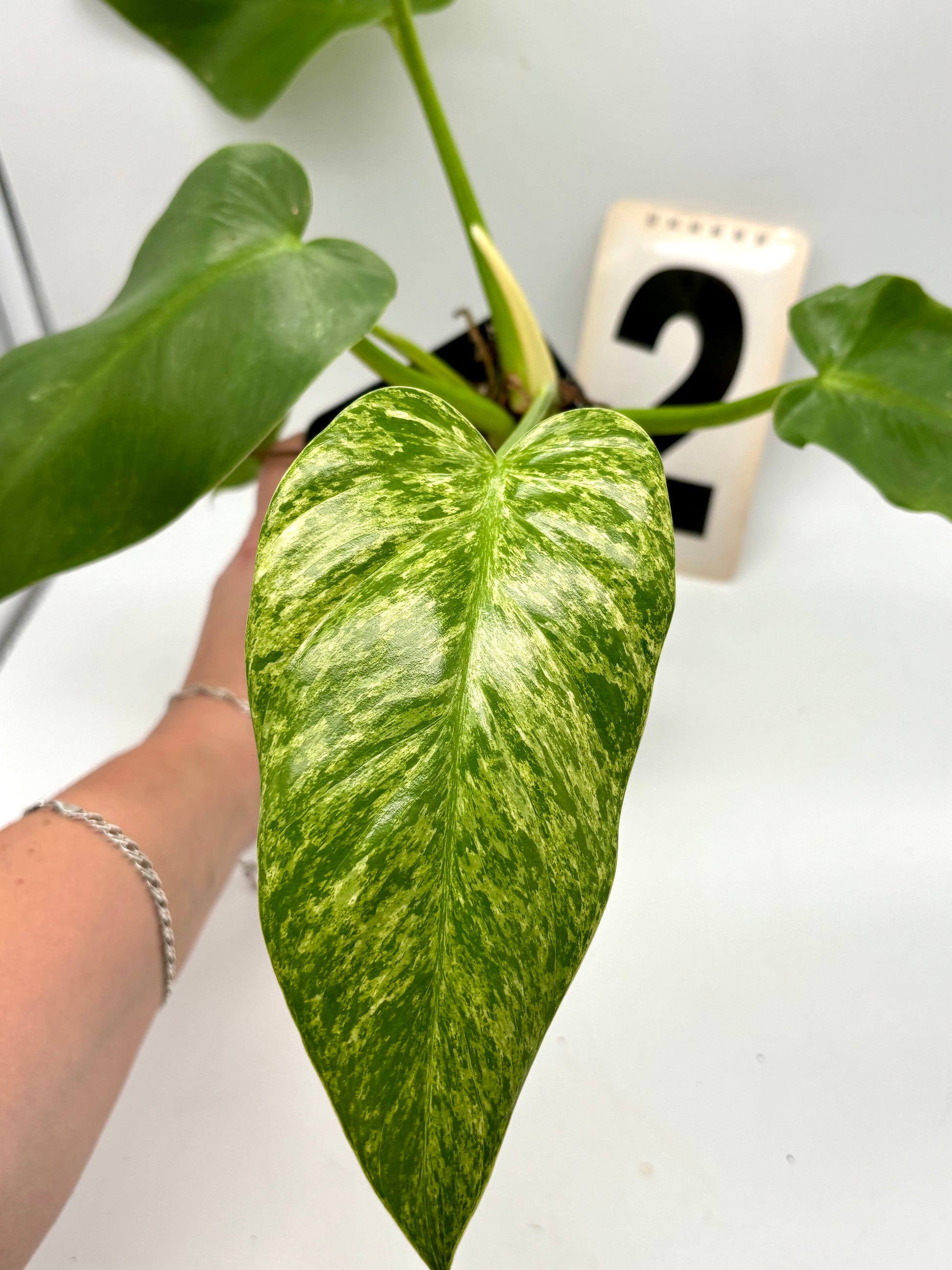 Philodendron Giganteum Variegata