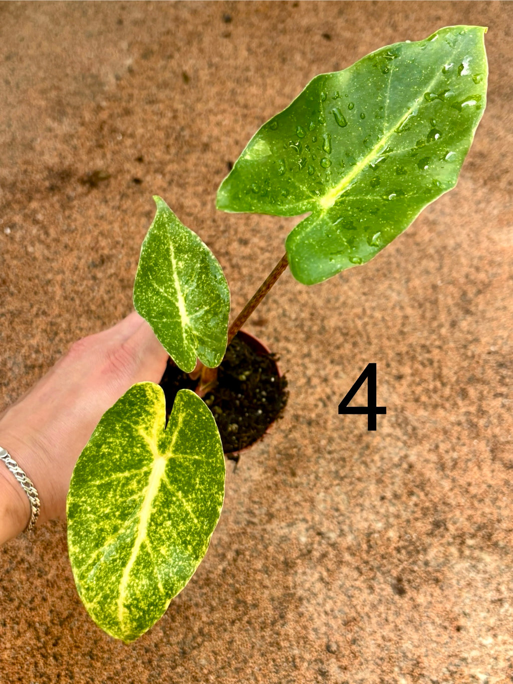 Alocasia New Guinea Gold Pflanze mit goldgelben Blättern und grünen Stielen, im Topf, von Exotic-Flowers.