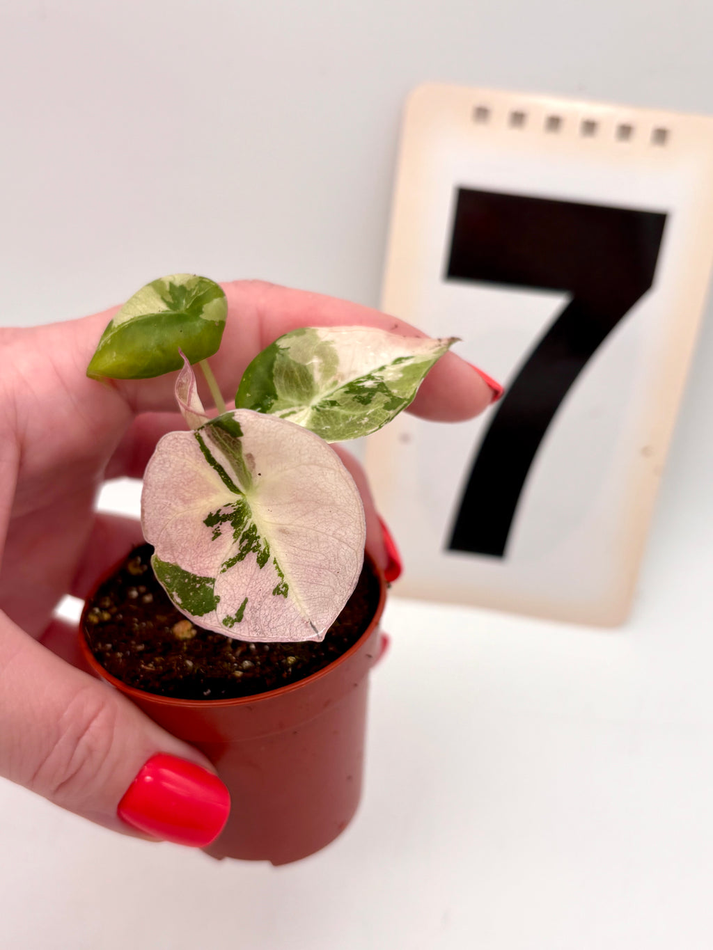 Alocasia Black Velvet Variegata