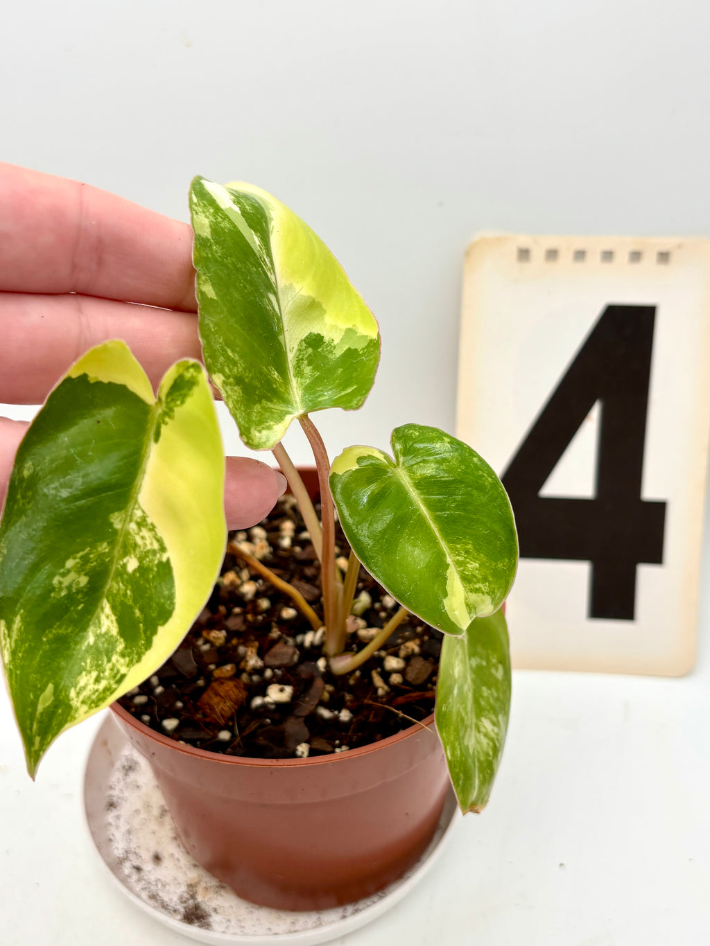 Philodendron Burle Marx Variegata Pflanze mit grün-weißen Blättern, exotische Zimmerpflanze von Exotic-Flowers