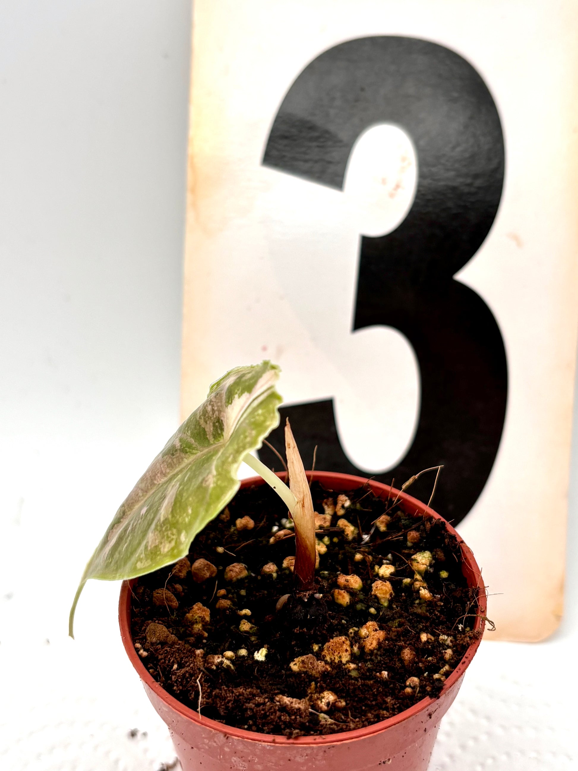 Alocasia Azlanii Variegata