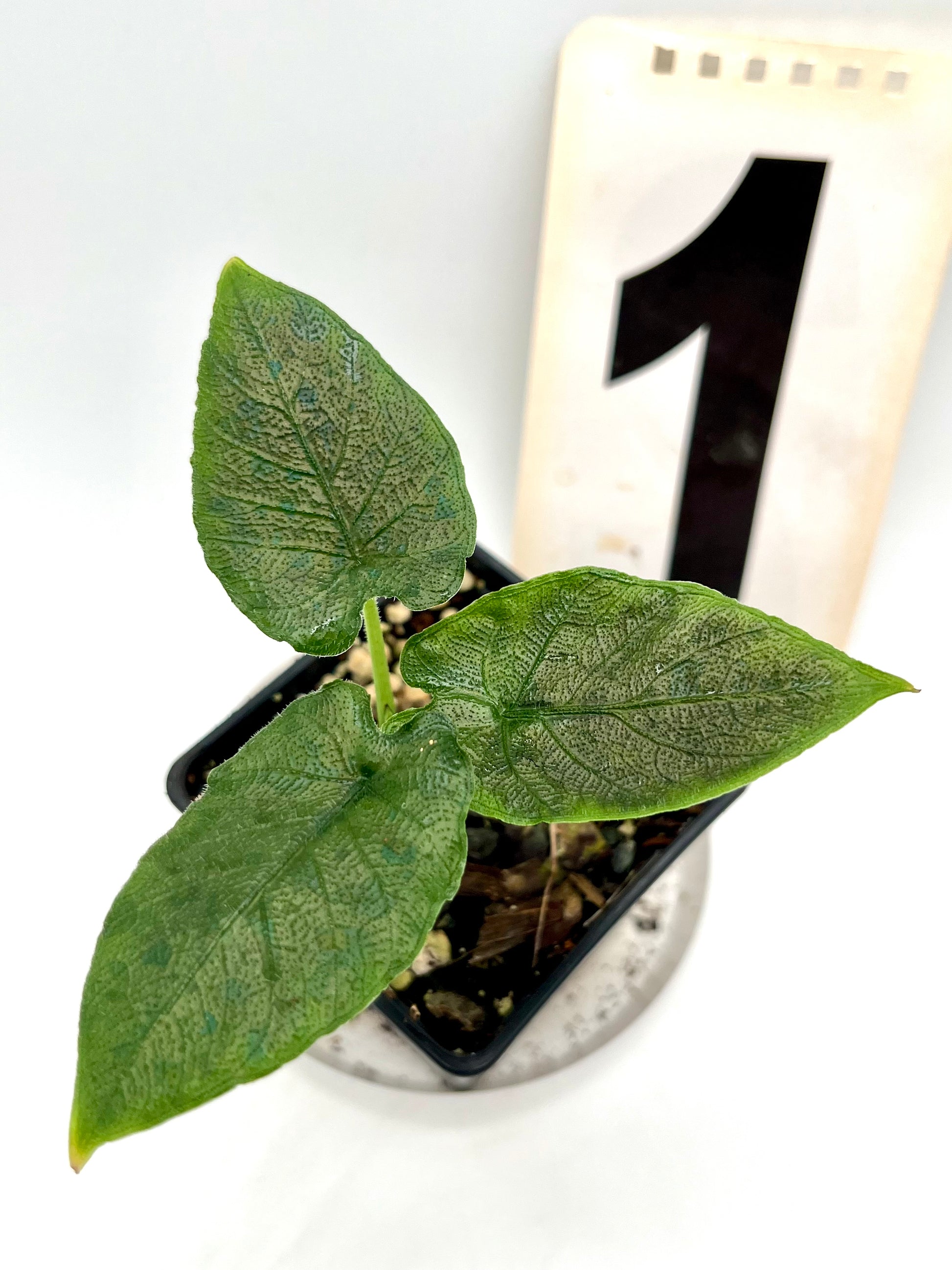 Alocasia Antoro