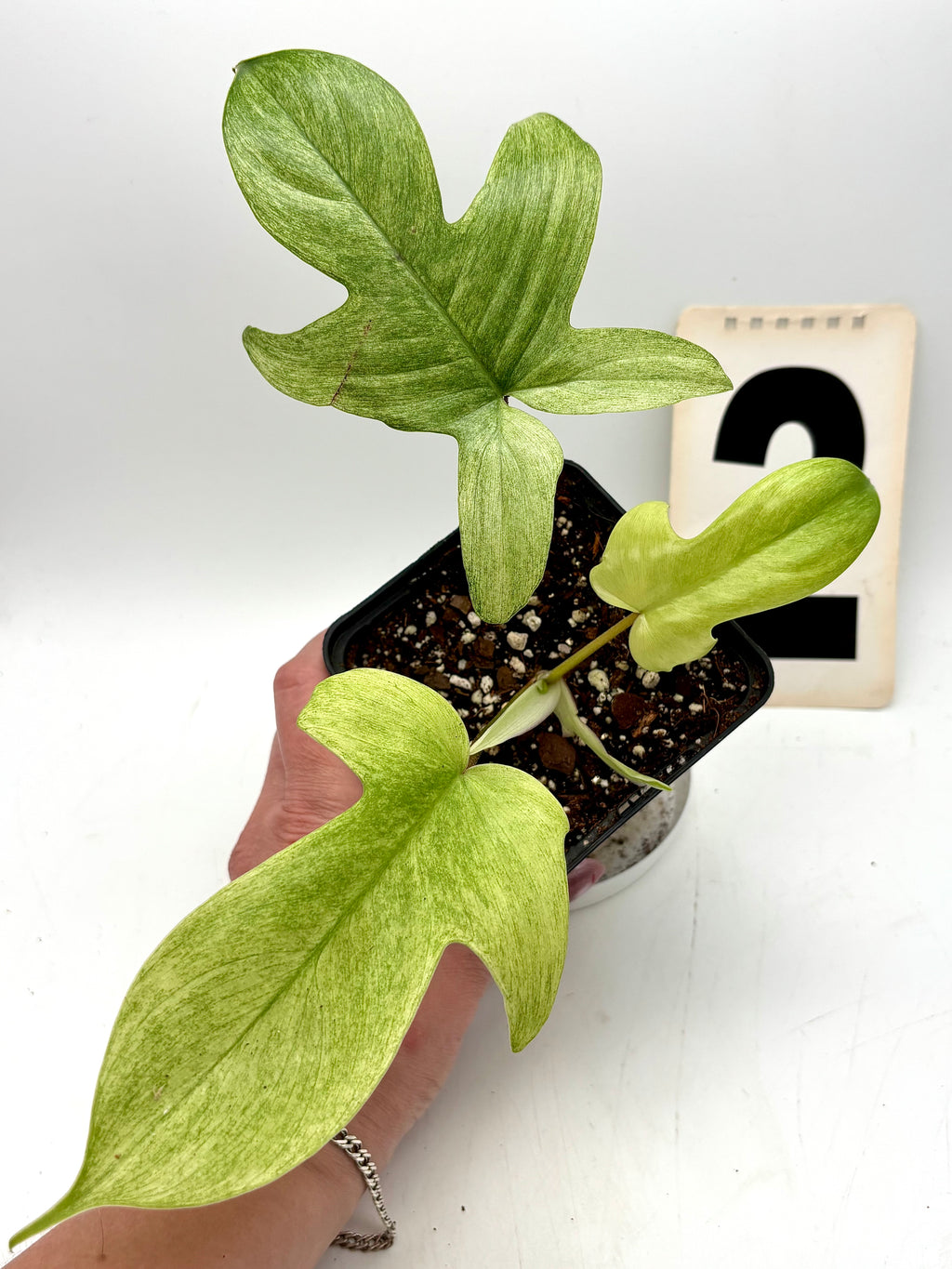 Exotic-Flowers Philodendron Florida Ghost Pflanze mit leuchtend grünen, blassen Blättern auf einem Topf im Innenbereich
