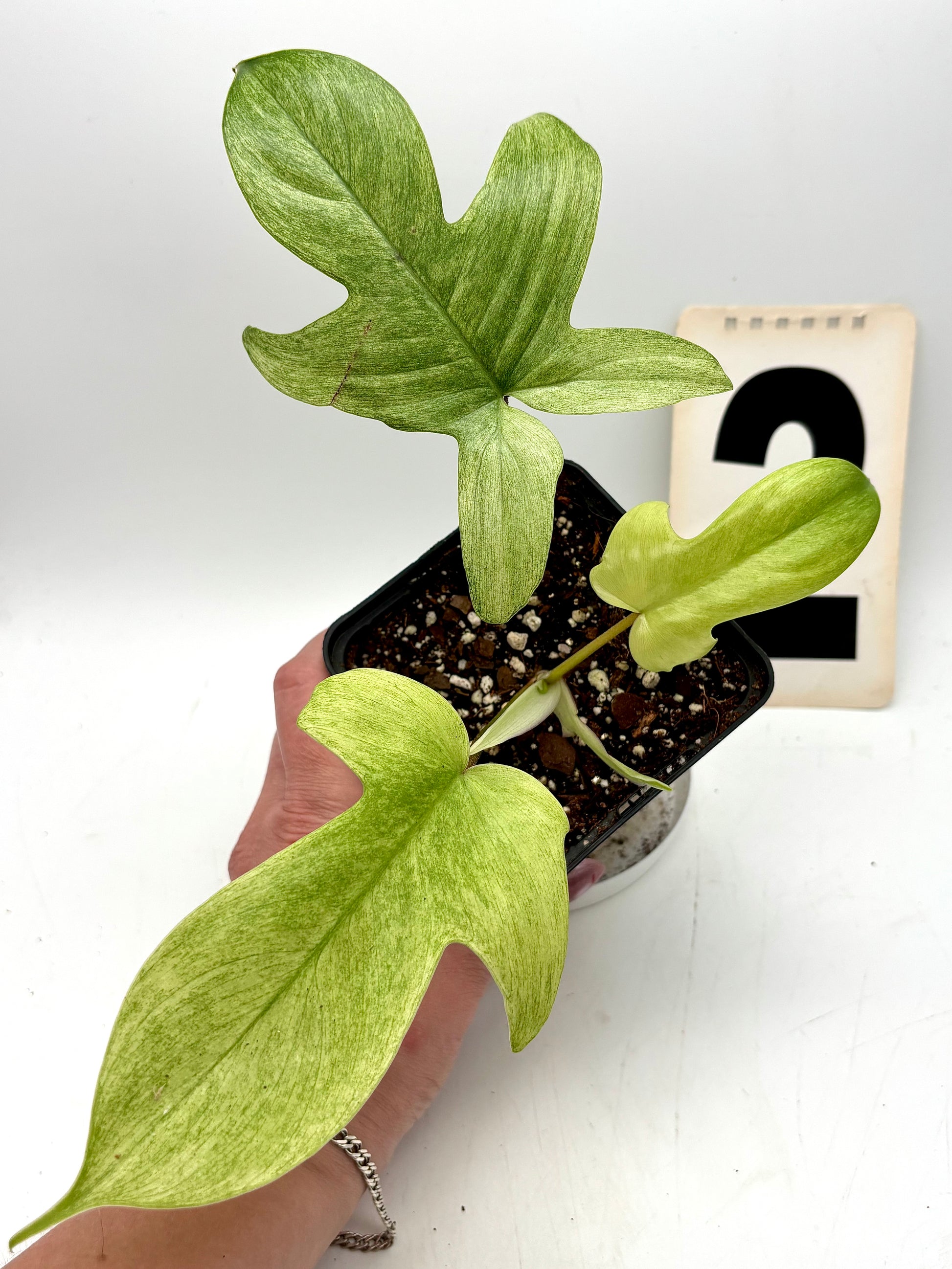 Exotic-Flowers Philodendron Florida Ghost Pflanze mit leuchtend grünen, blassen Blättern auf einem Topf im Innenbereich