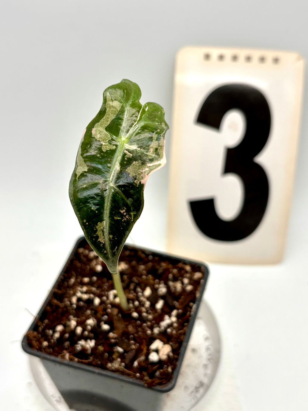 Alocasia Nobilis Variegata