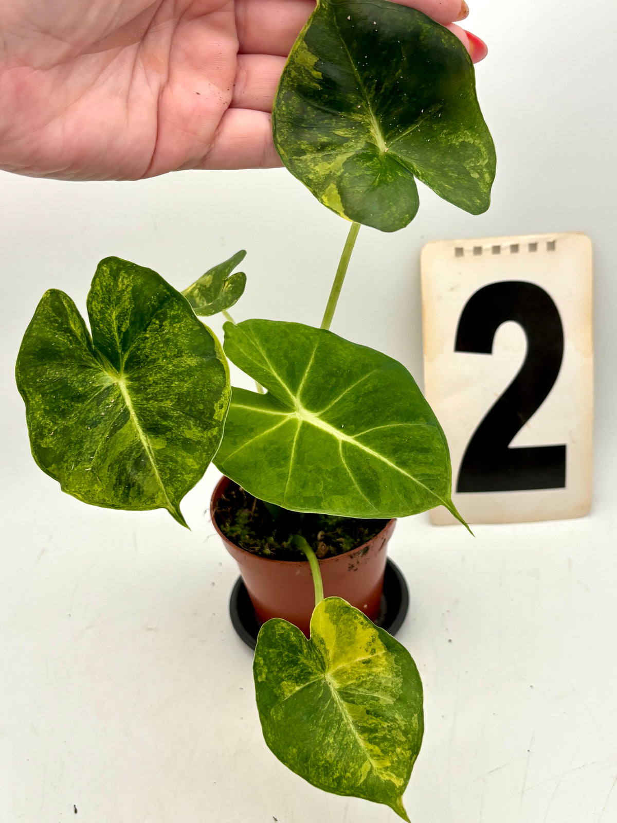 Alocasia London Eye Variegata Pflanze mit großen, grün-weiß marmorierten Blättern, exotische Zimmerpflanze von Exotic-Flowers