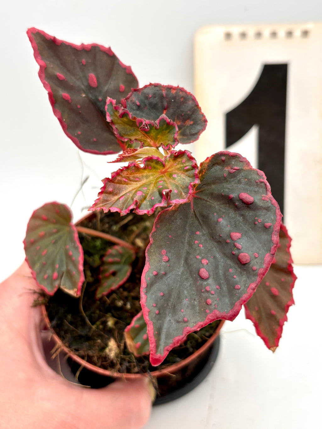 Begonia Medusa