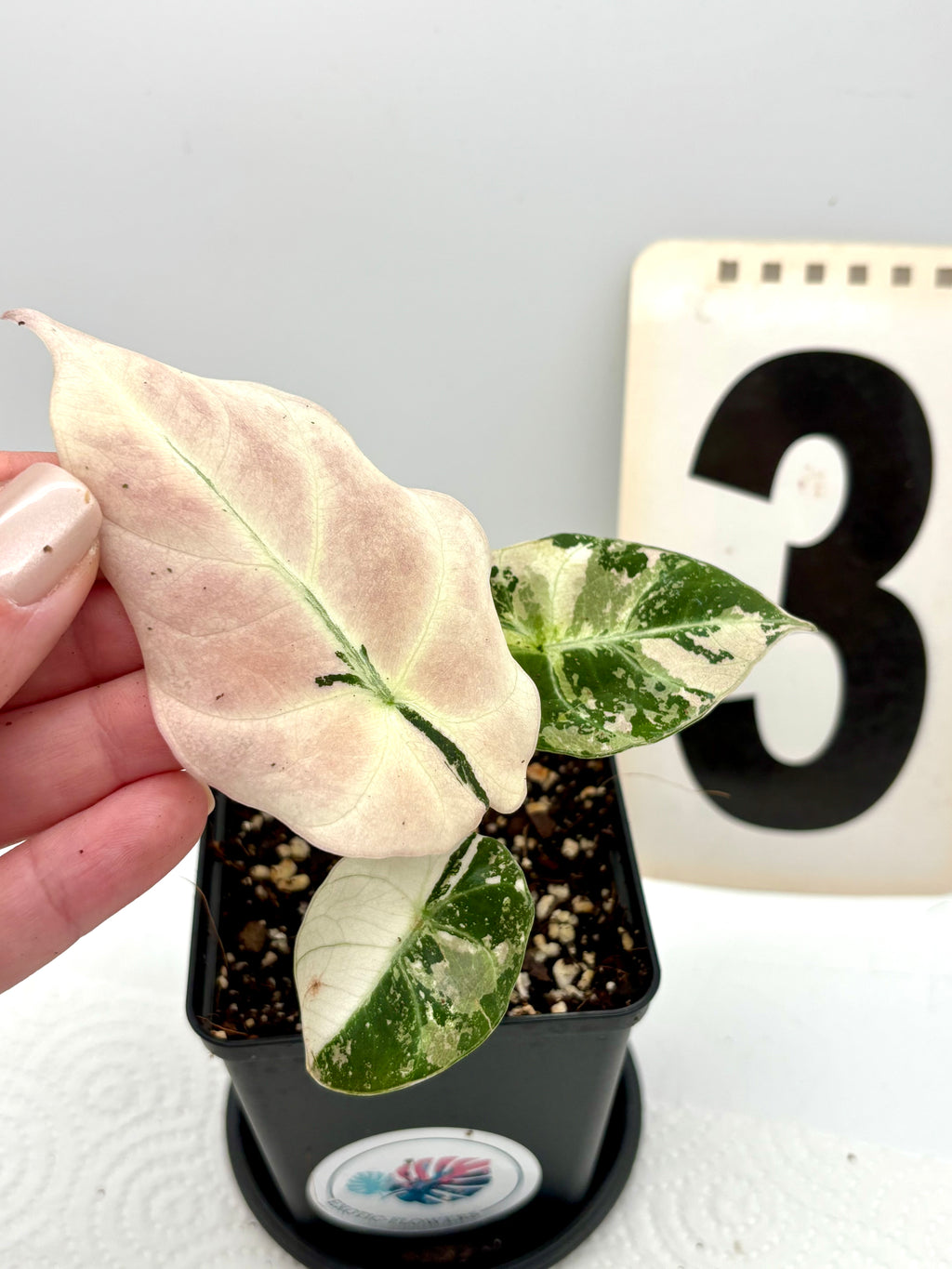 Alocasia Black Velvet Variegata Pflanze mit schwarzen und weißen Blättern, große, dekorative Zimmerpflanze von Exotic-Flowers