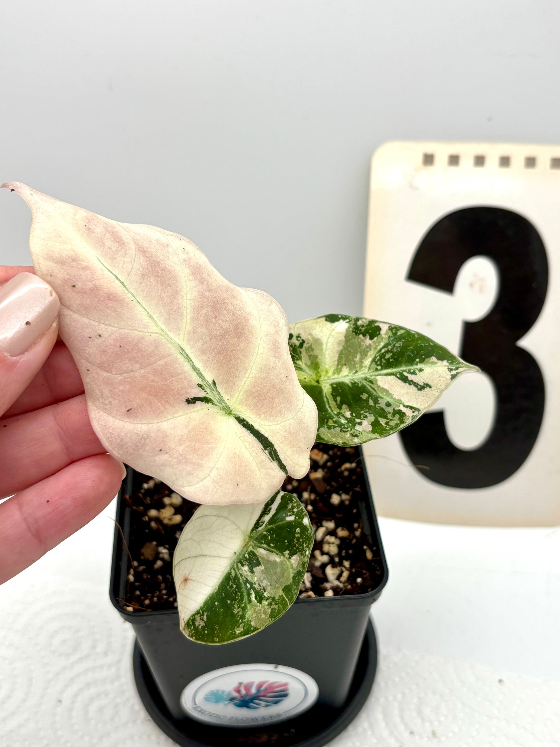 Alocasia Black Velvet Variegata Pflanze mit schwarzen und weißen Blättern, große, dekorative Zimmerpflanze von Exotic-Flowers