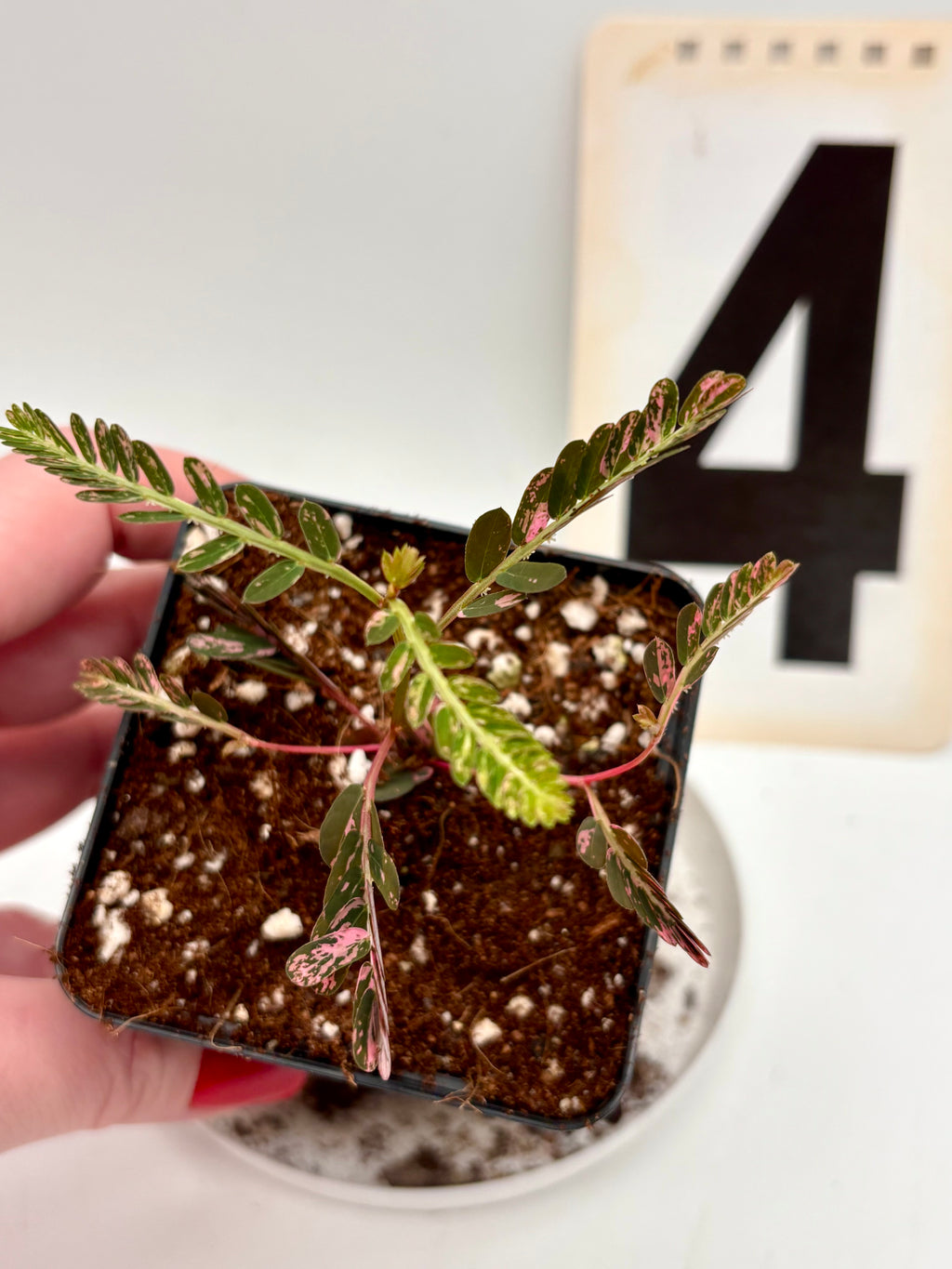 Phyllanthus Urinaria Pink Variegata - Exotic-Flowers