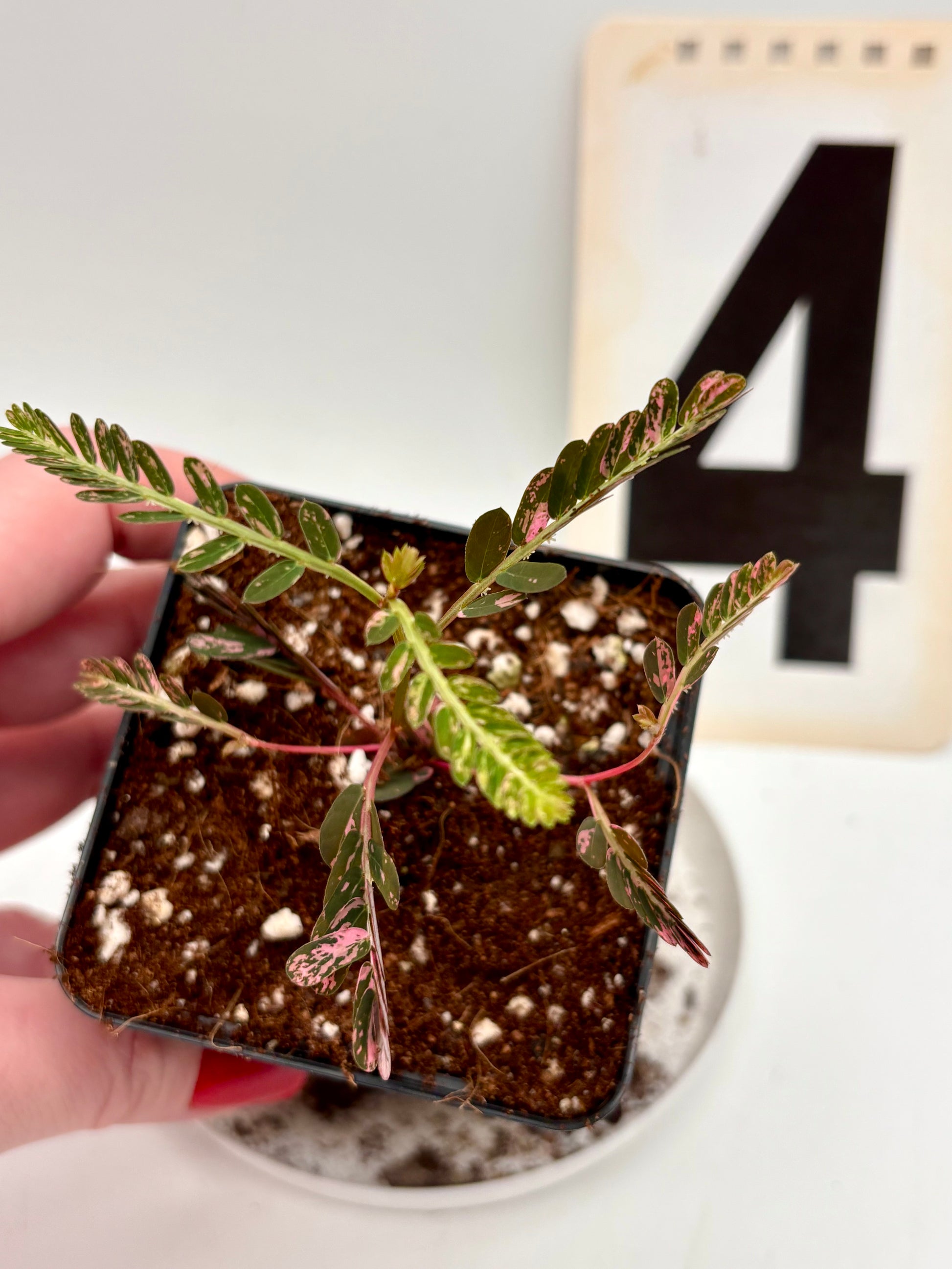 Phyllanthus Urinaria Pink Variegata - Exotic-Flowers