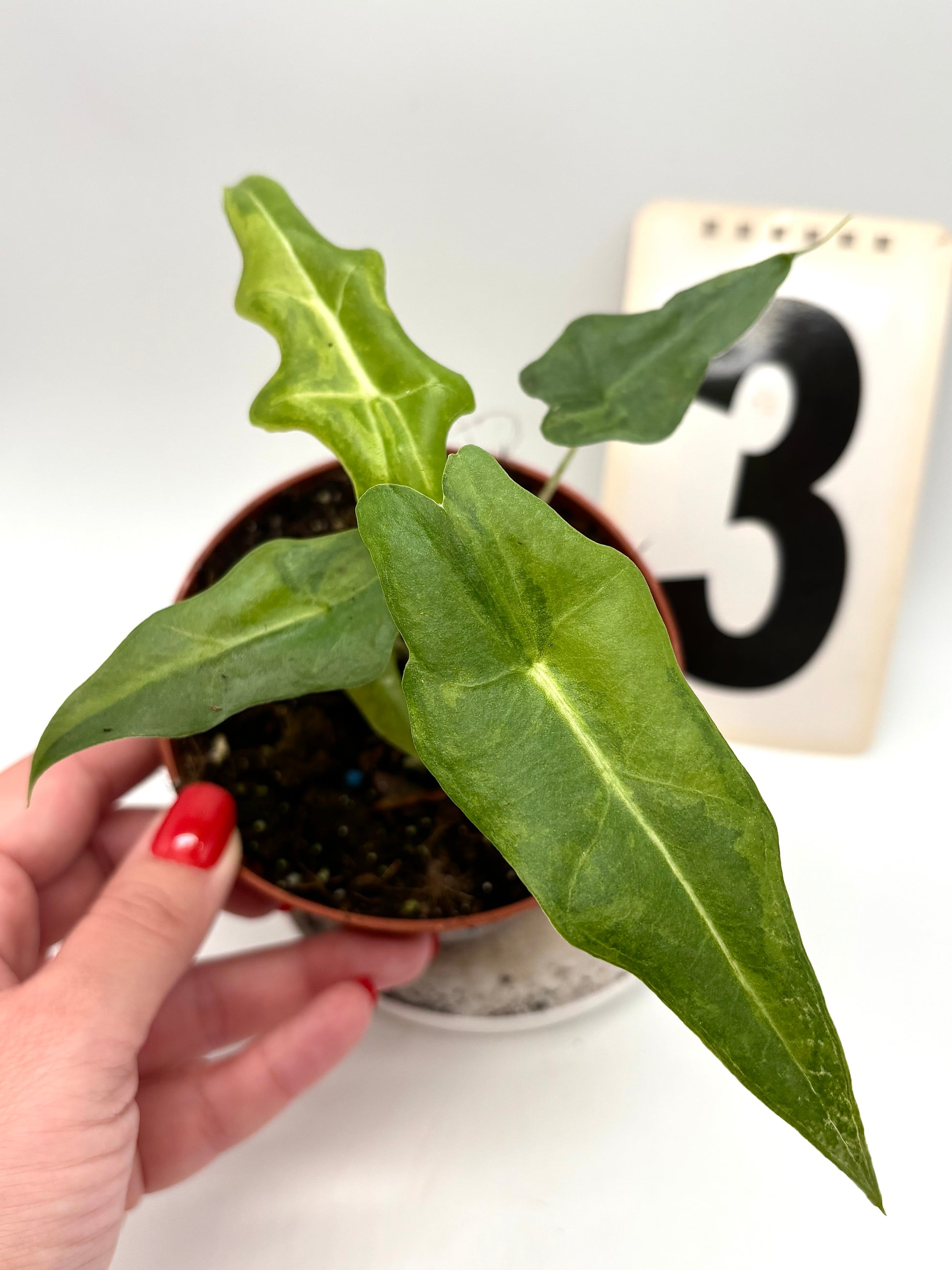 Alocasia Portei Variegata