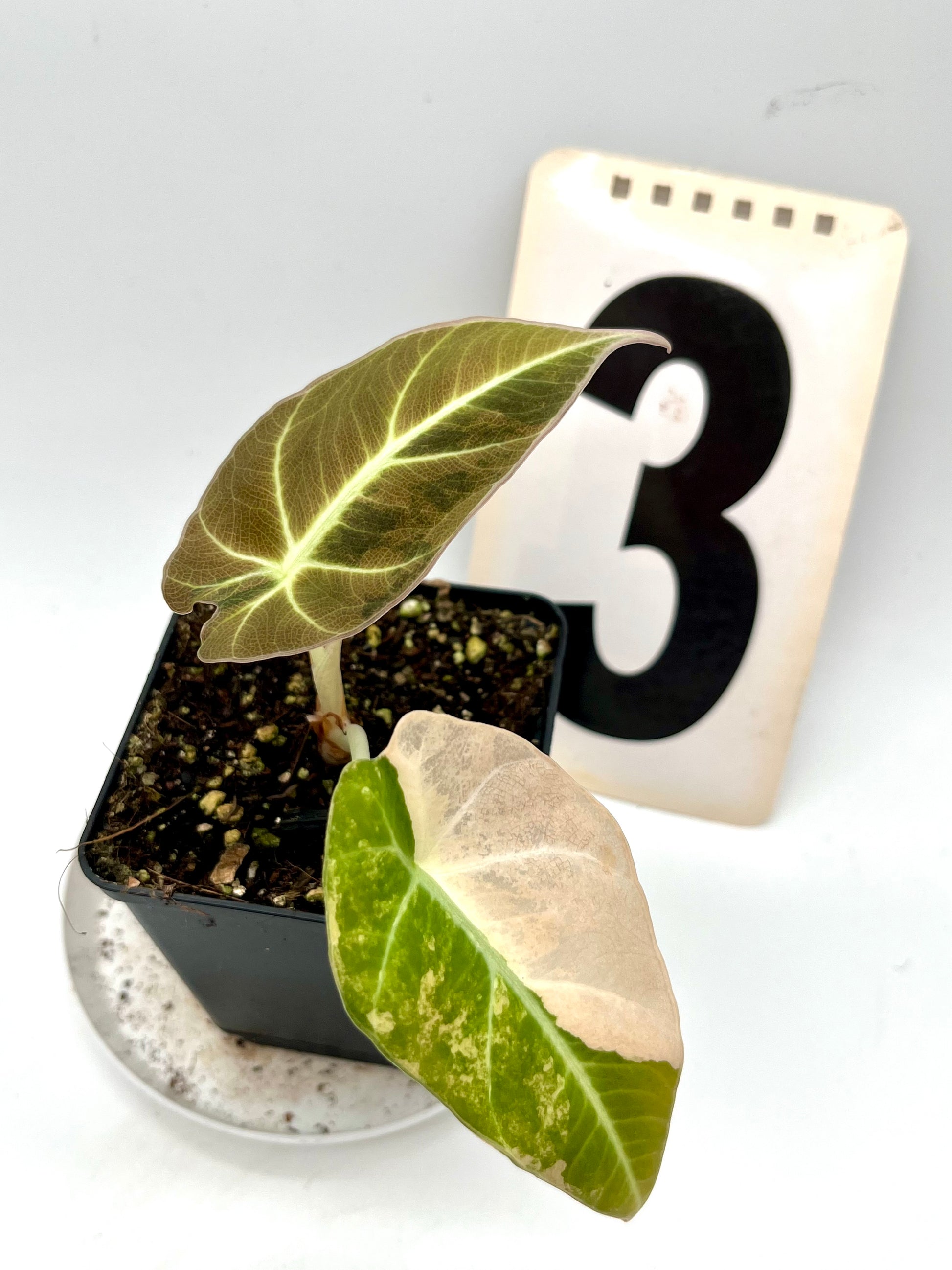 Alocasia Black Velvet Aurea Variegata